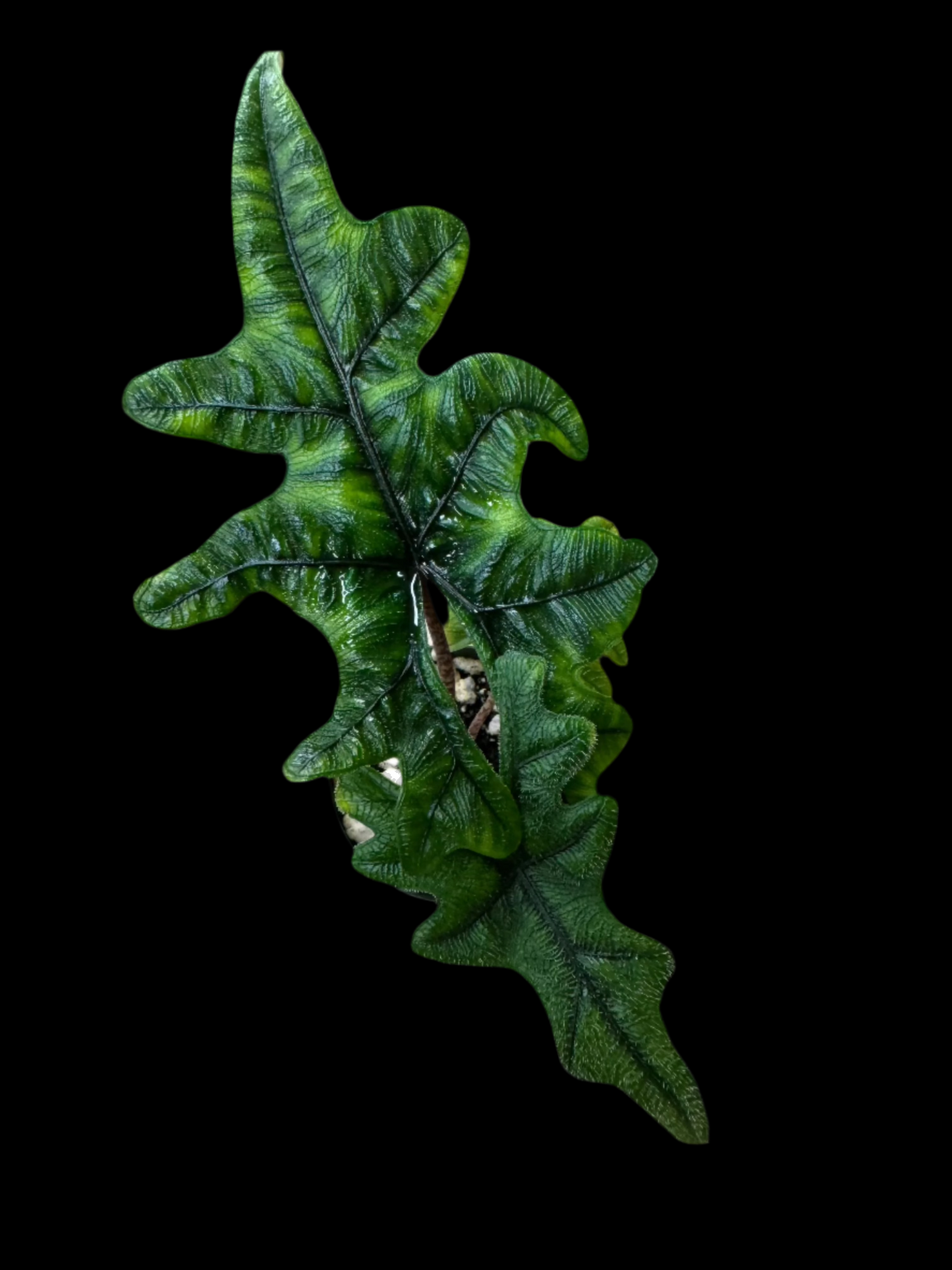 Is a photo of an Alocasia Jacklynn