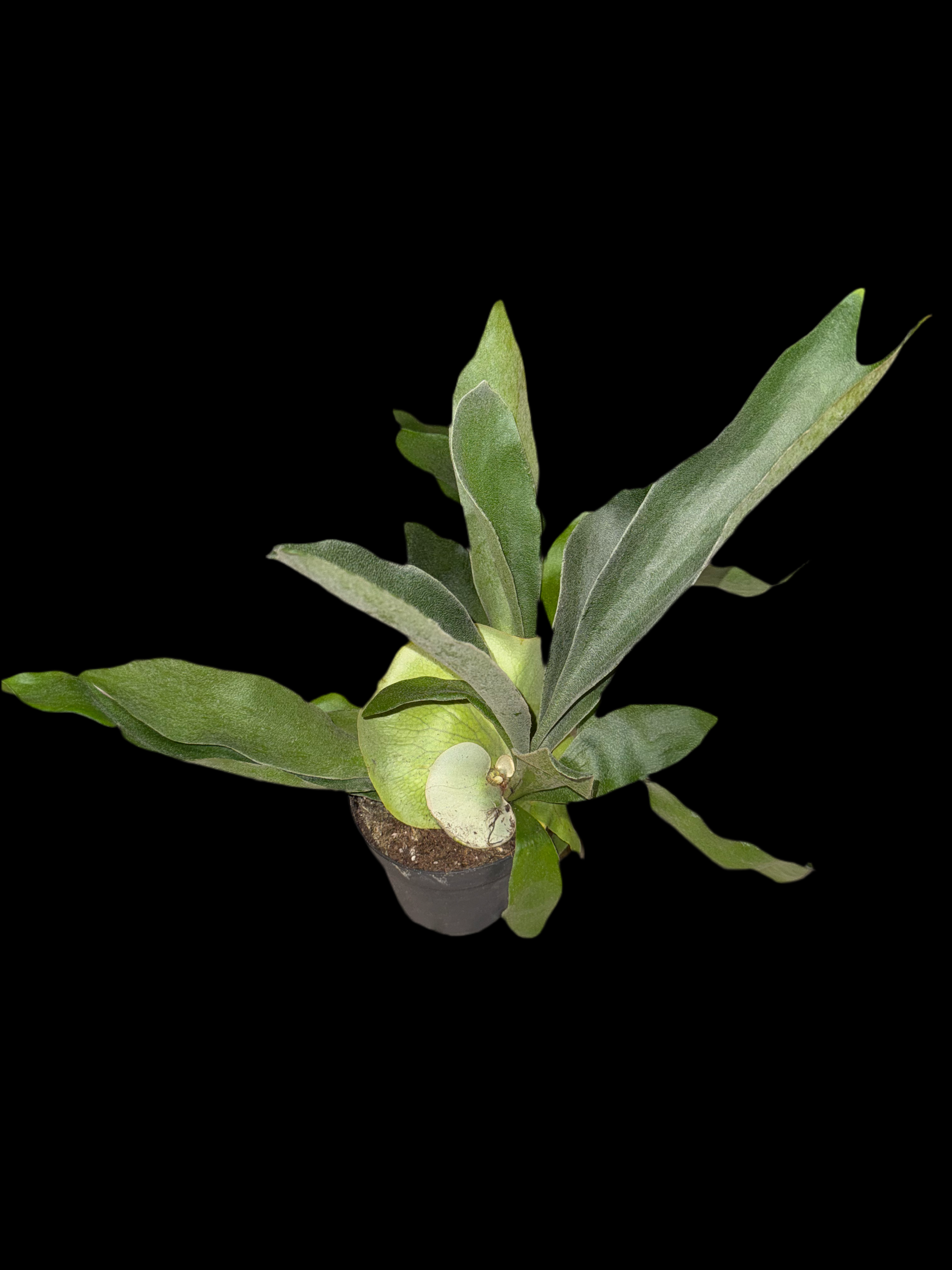 Is a photo of a staghorn fern