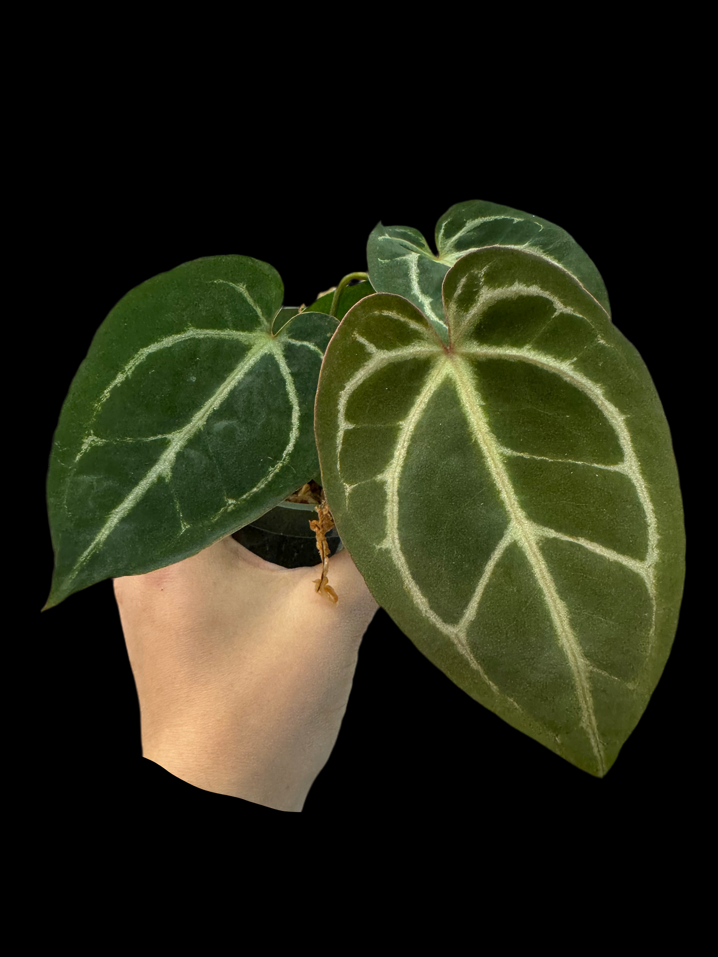 Is a photo of an Anthurium crystallinum x Unknown with slightly elongated heart shaped leaves and silver veining