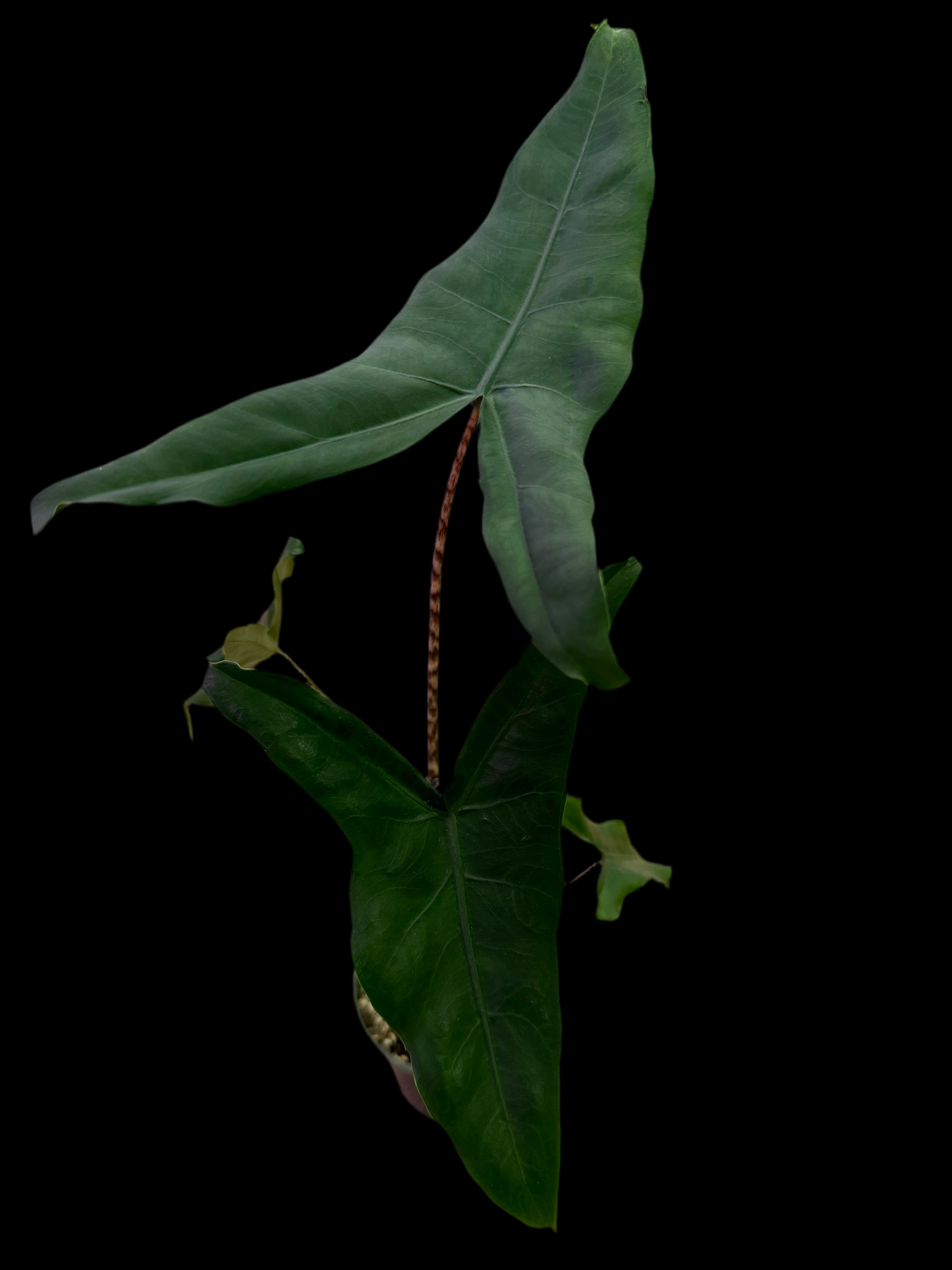 Is a photo of an Alocasia ‘Tigrina’