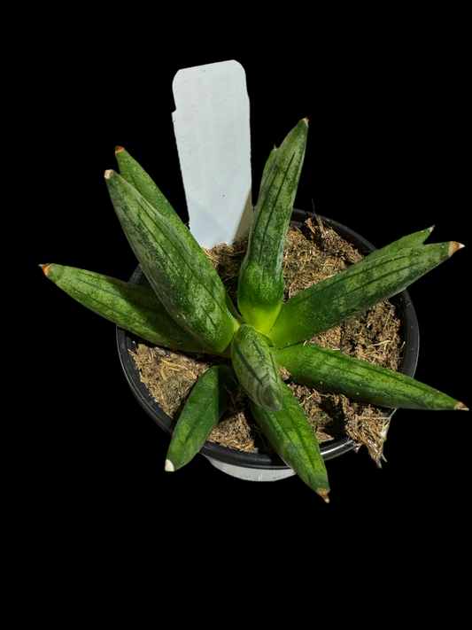 Is a photo of a hedge hog snake plant 