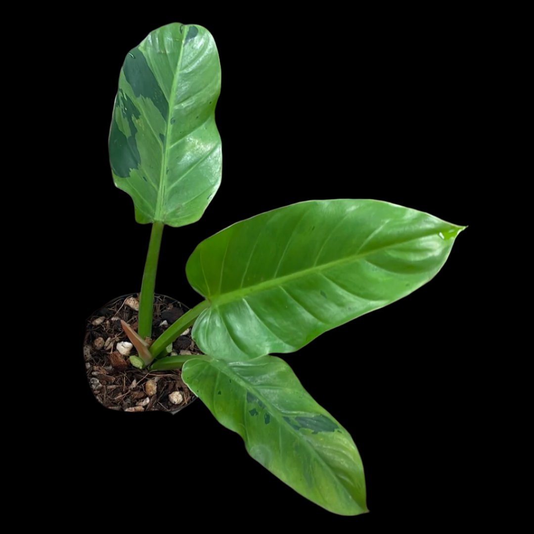 is a photo of a philodendron rui sub