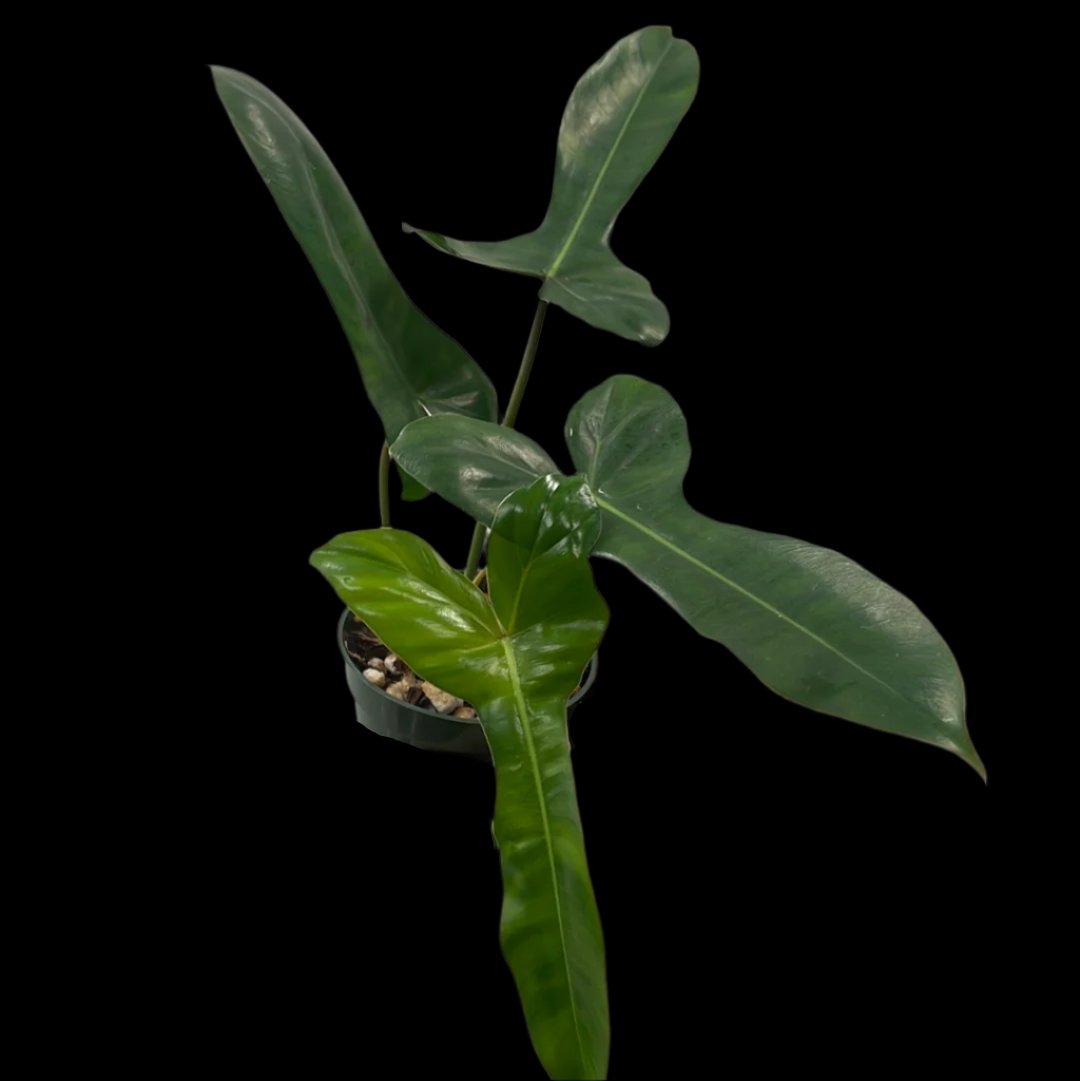 is a photo of a Philodendron Florida x Billietae