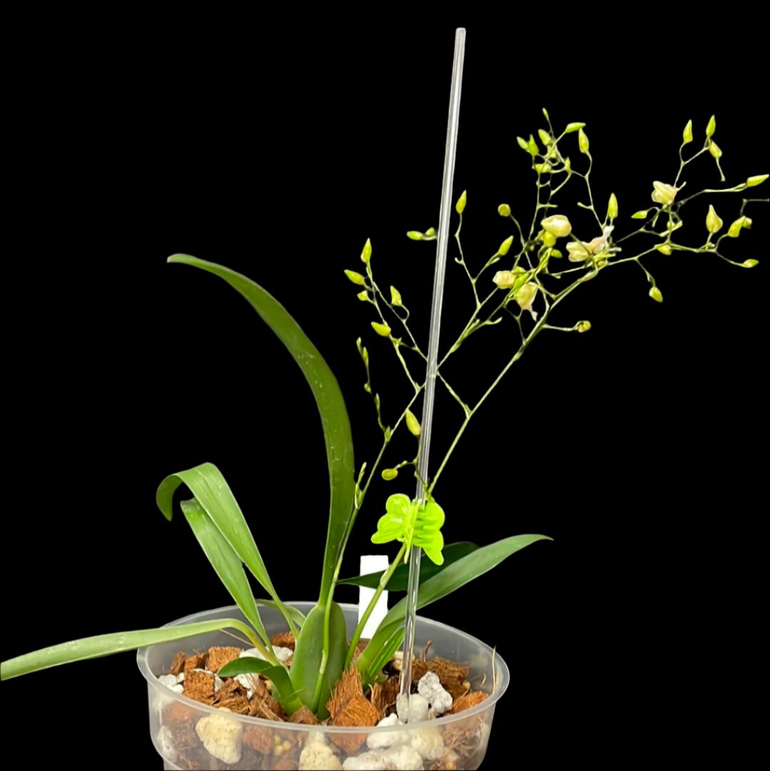 is a photo of an Acrylic plant support with an orchid