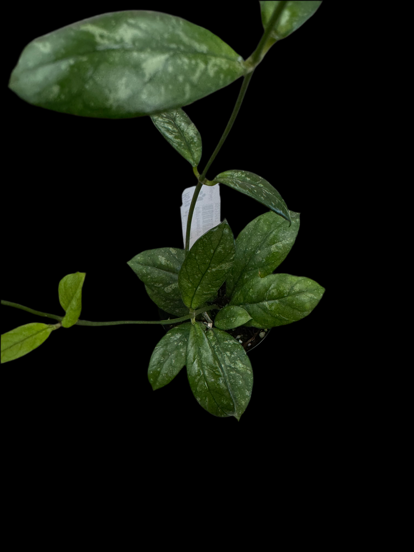 Is a photo of a Hoya phuwuensis