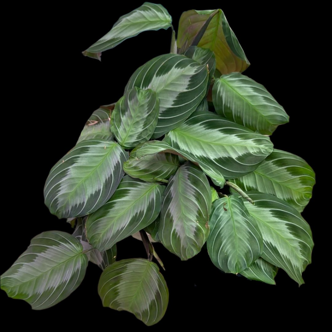 is a photo of a Silver Band prayer plant