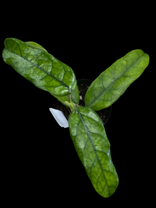 Is a photo of a Hoya villosa