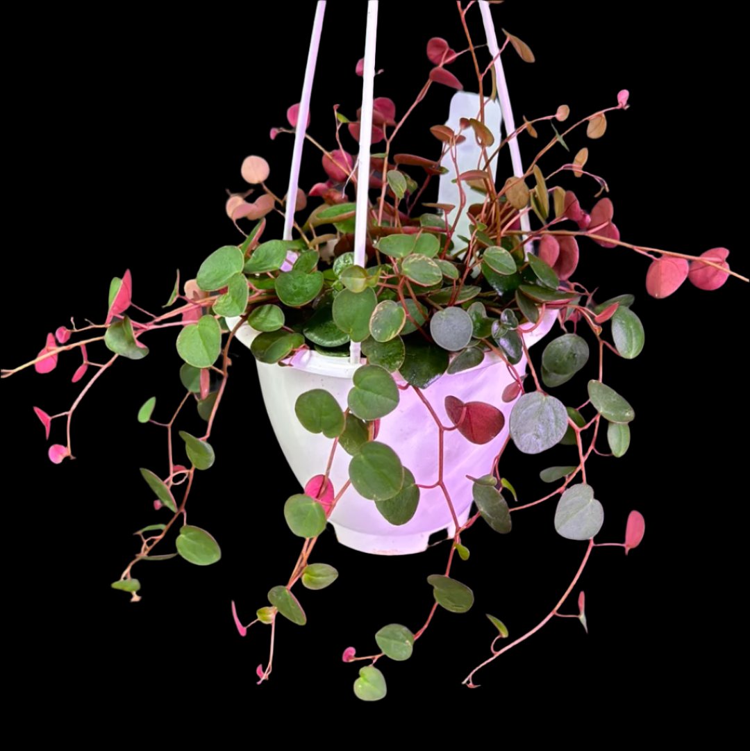 is a photo of a Peperomia ruby cascade 