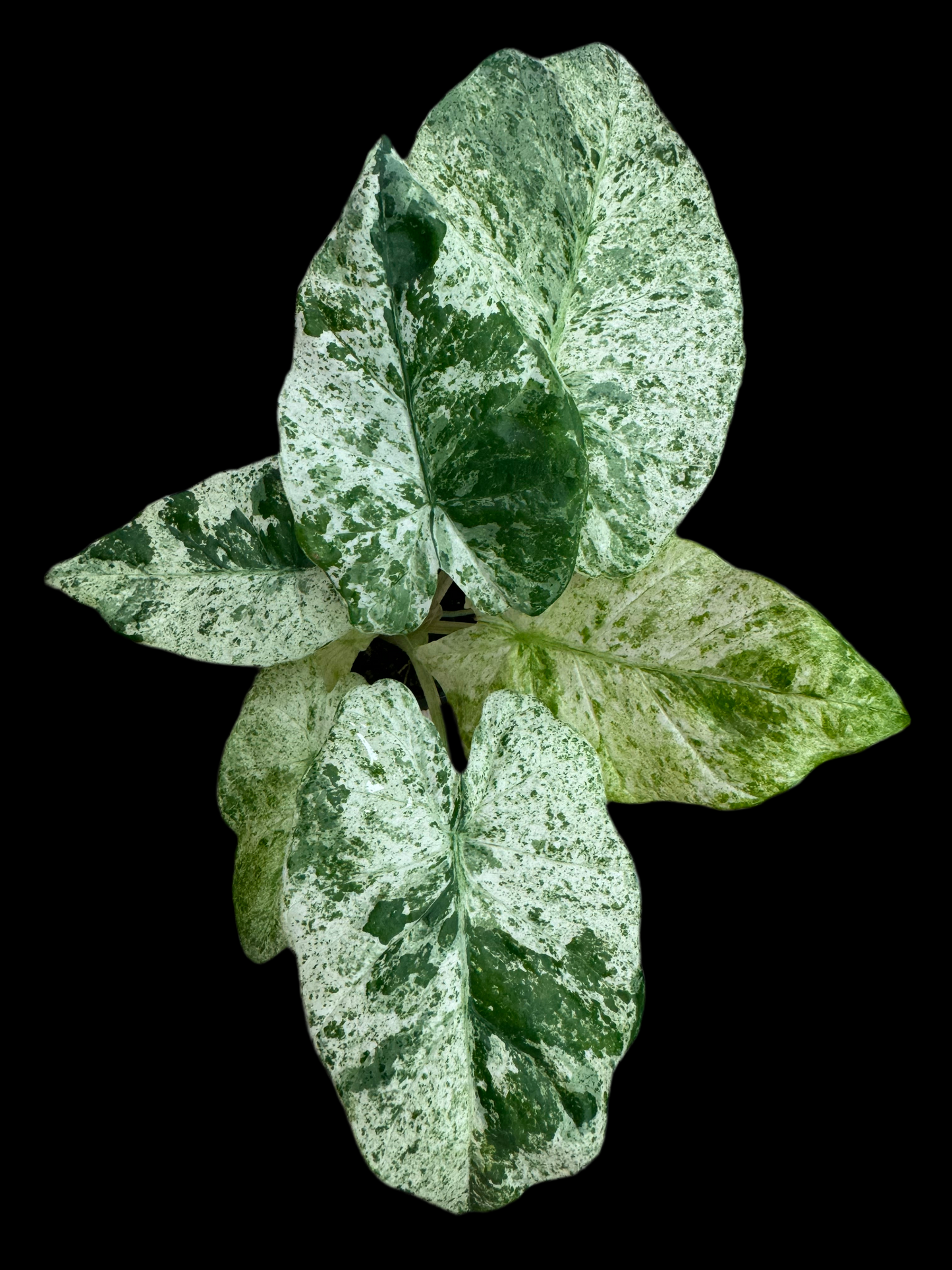 Is a photo of an Alocasia ‘Camouflage’