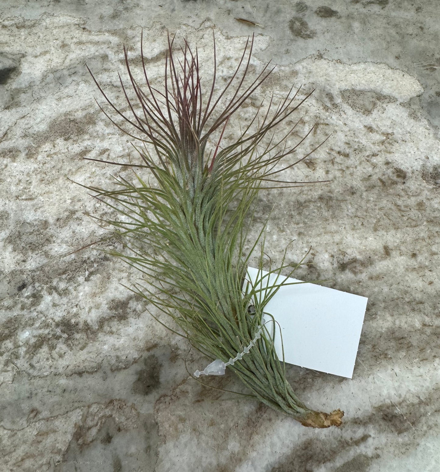 Example of Tillandsia funkiana 4-5”