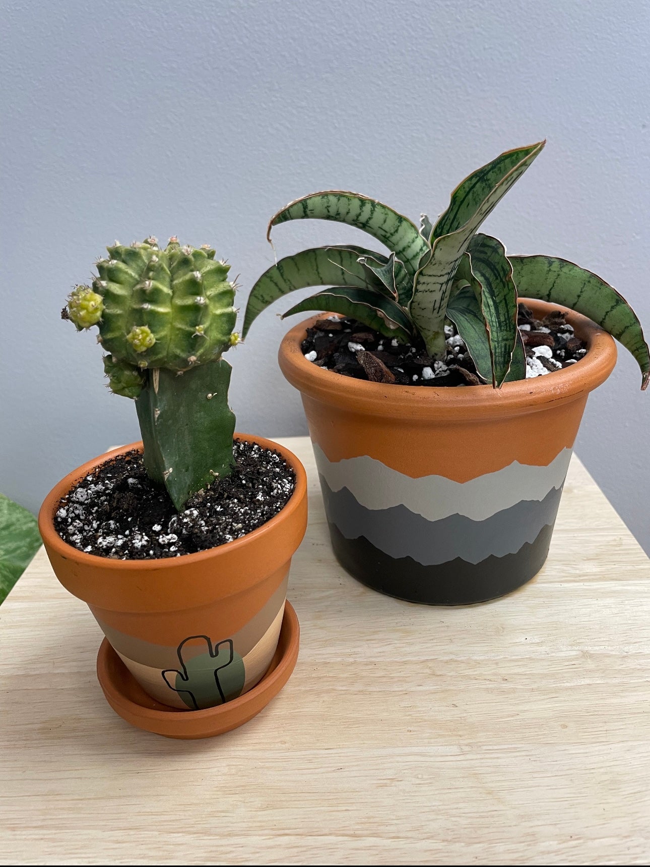 2 plants repotted into new Planda Design pots.