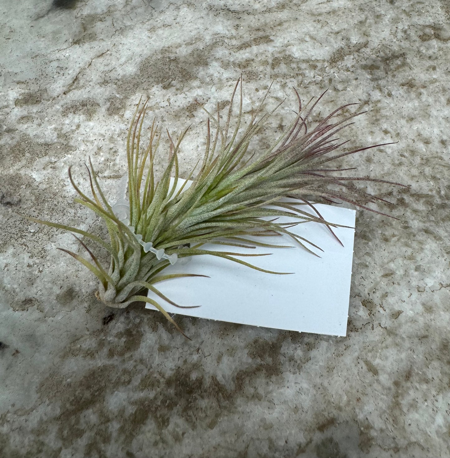 Example of Tillandsia funkiana 1-2”