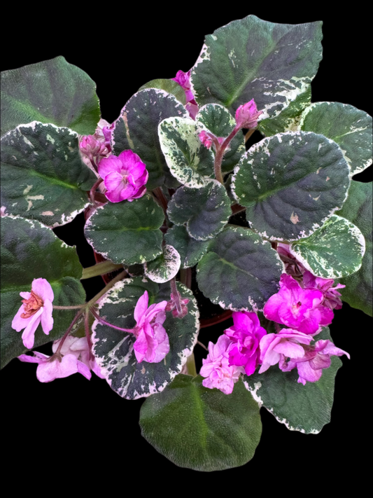 African Violet Variegated