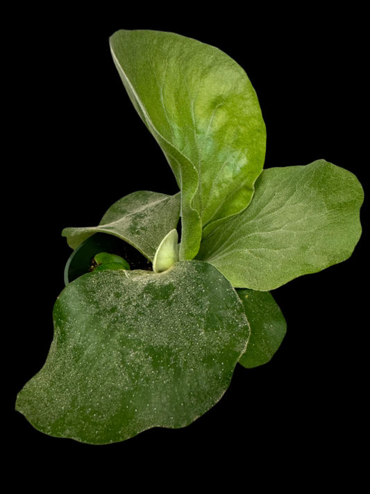 is a photo of an Elephant staghorn fern