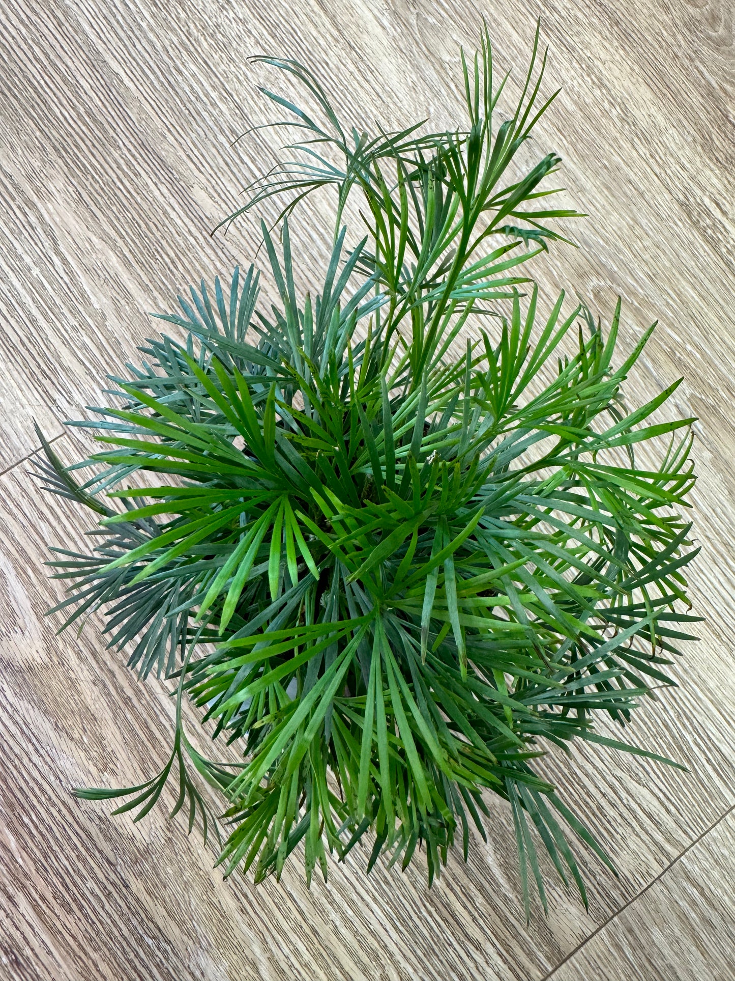 Is a photo of an eyelash fern in 4” pot