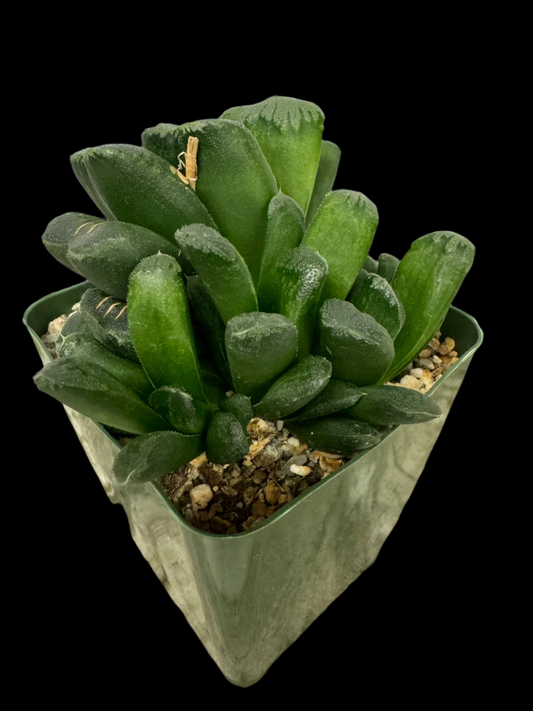 Is a photo of Haworthia truncata in 4” square pot 