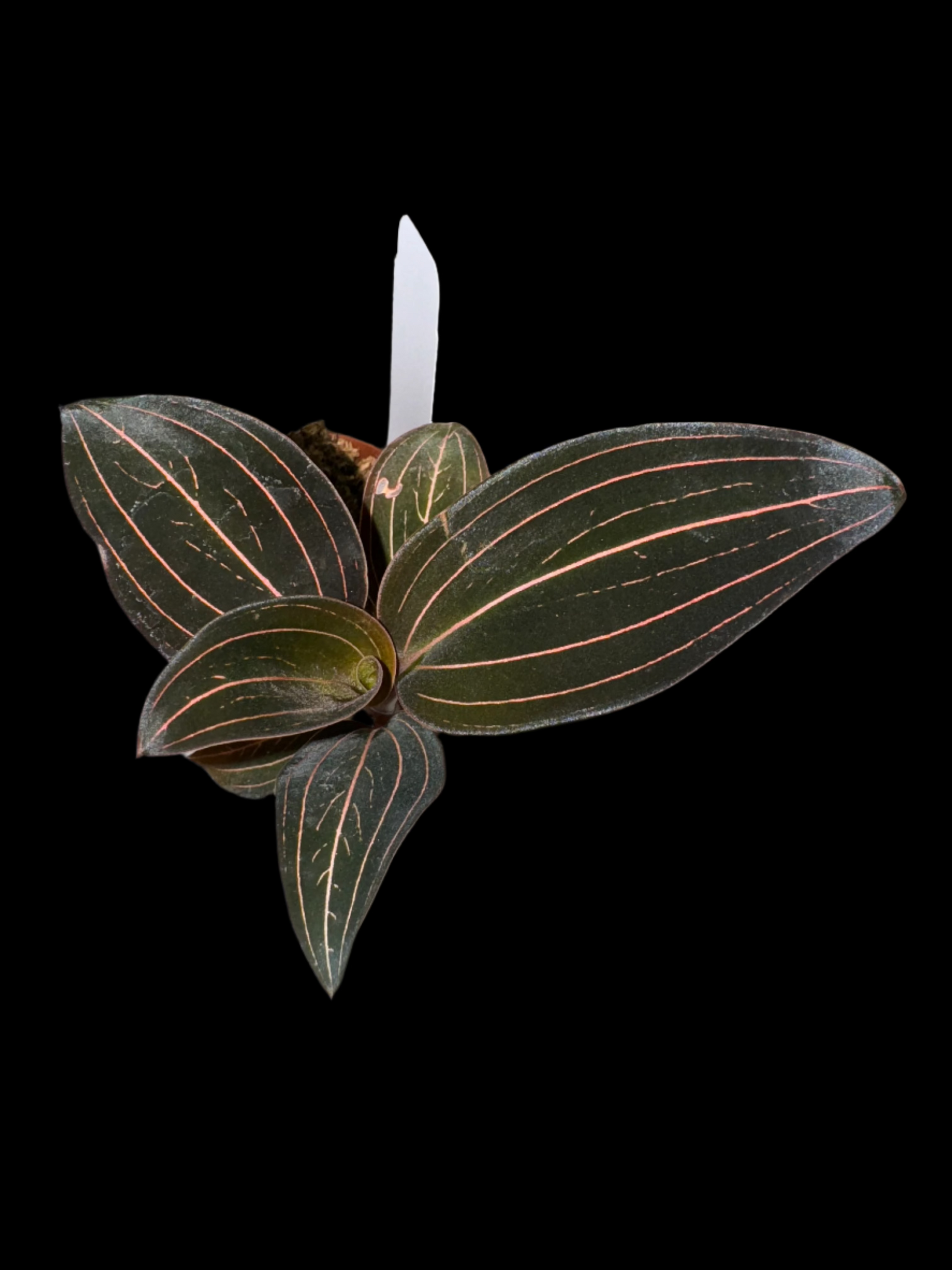 is a photo of a jewel orchid in 2" pot