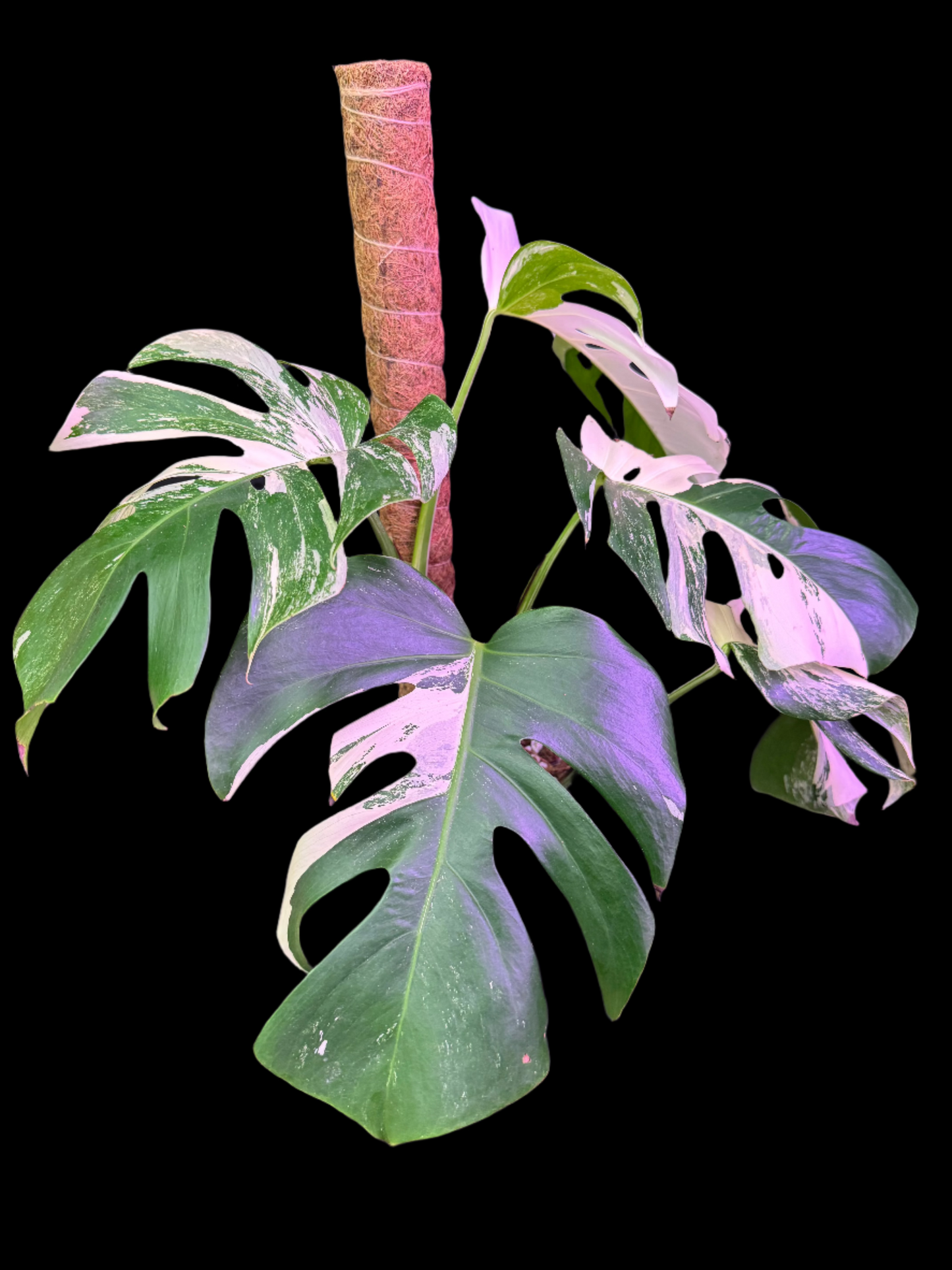 Is a photo of a Monstera Albo on a coir moss pole