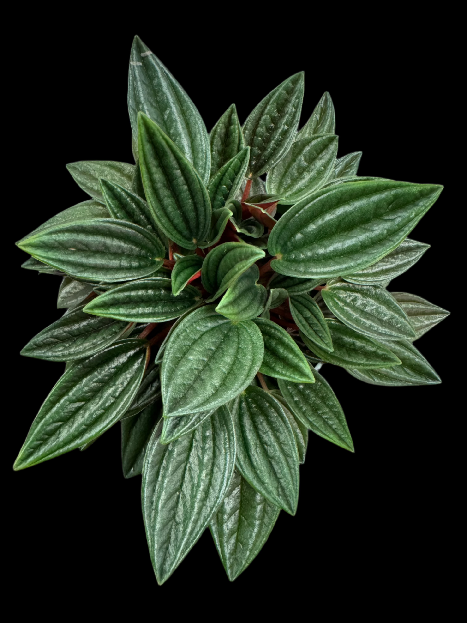 is a photo of a peperomia rosso