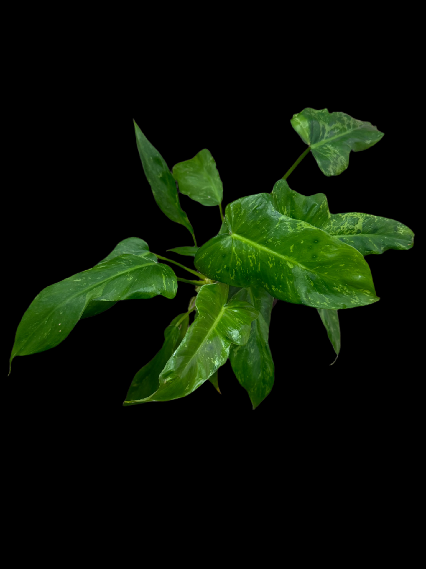 Example of Philodendron golden dragon in 4” pot