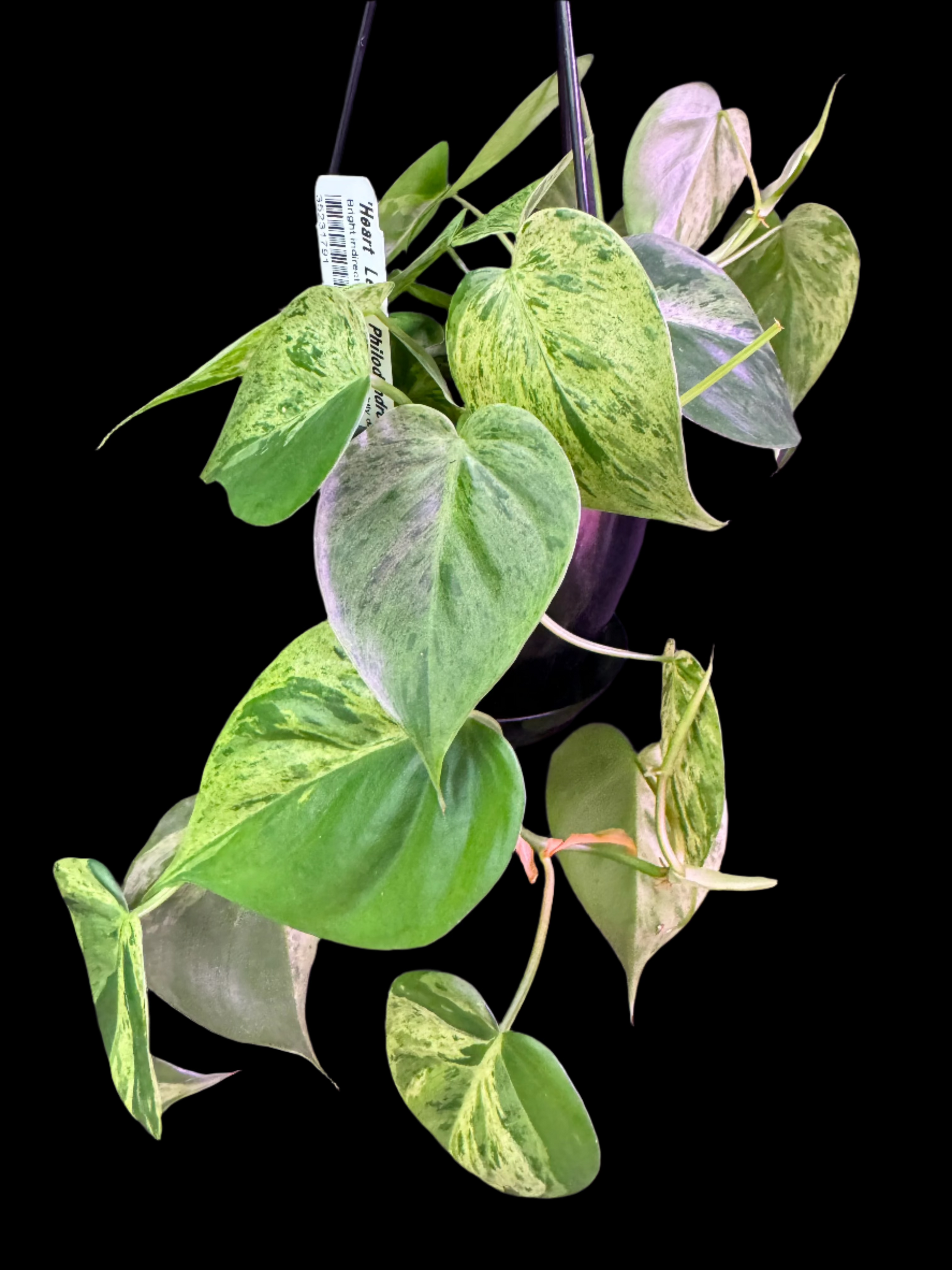 is a photo of a Variegated “Heart Leaf Philodendron”