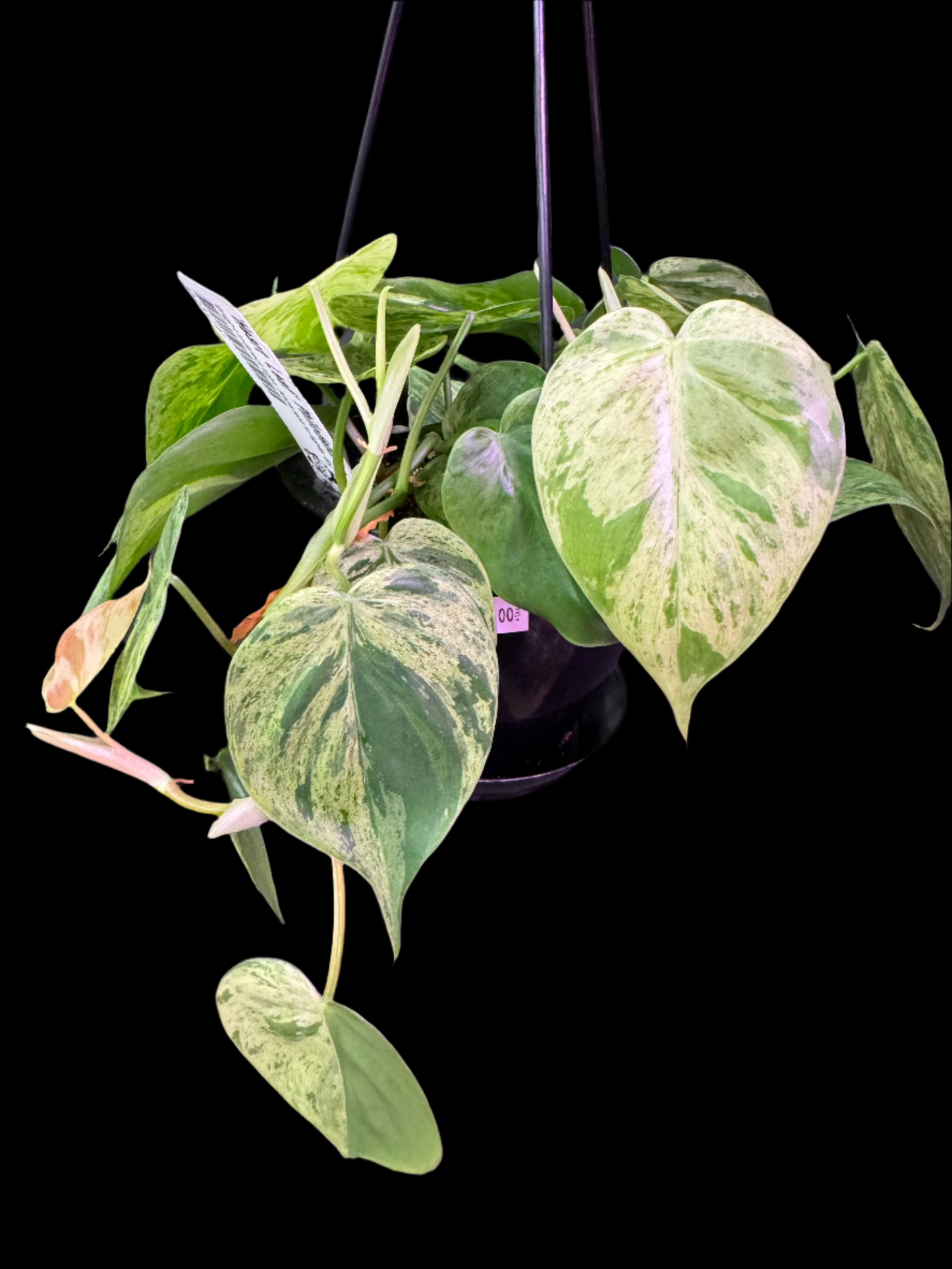 is a photo of a Variegated “Heart Leaf Philodendron”