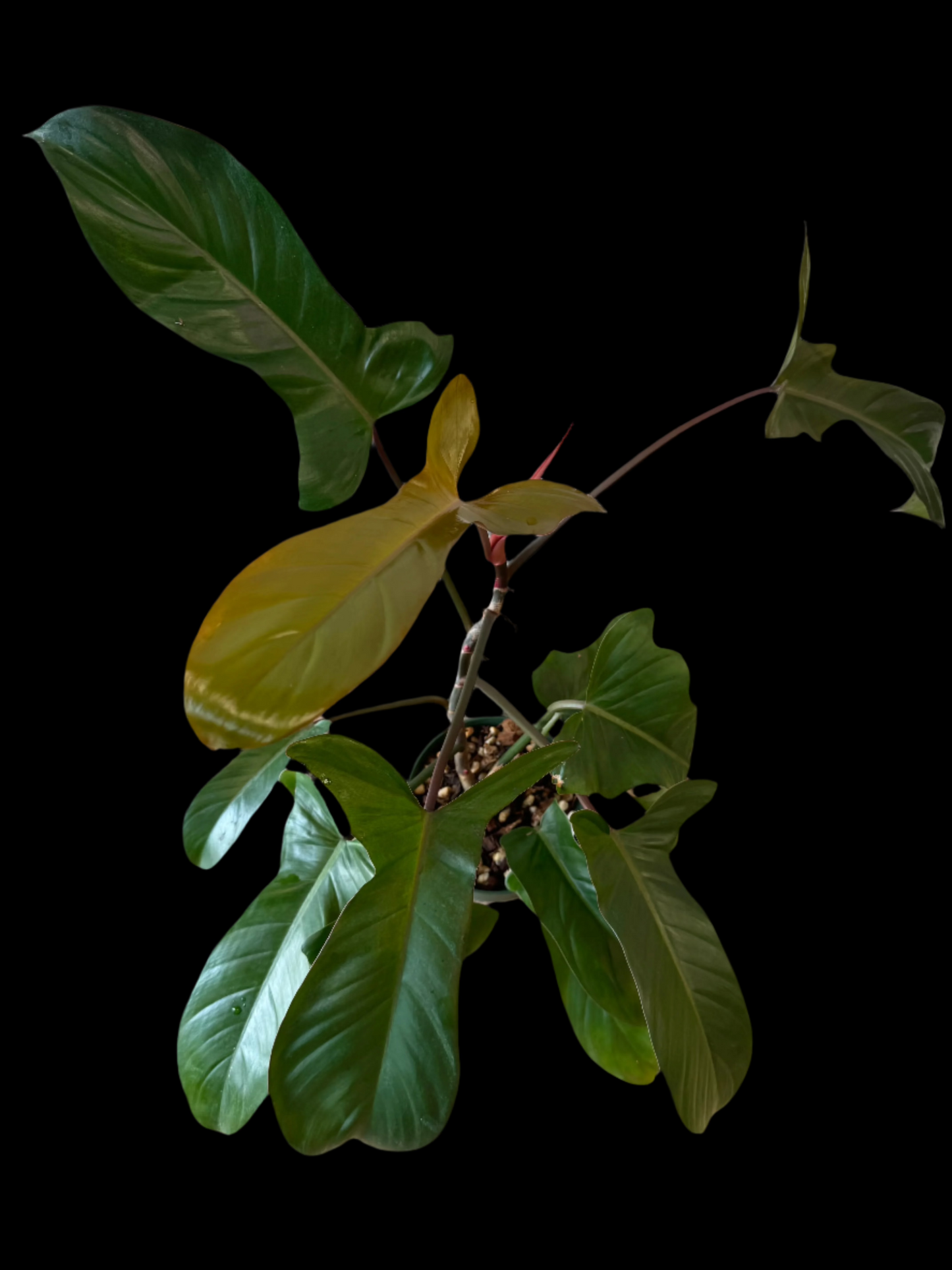 is a photo of a philodendron florida bronze