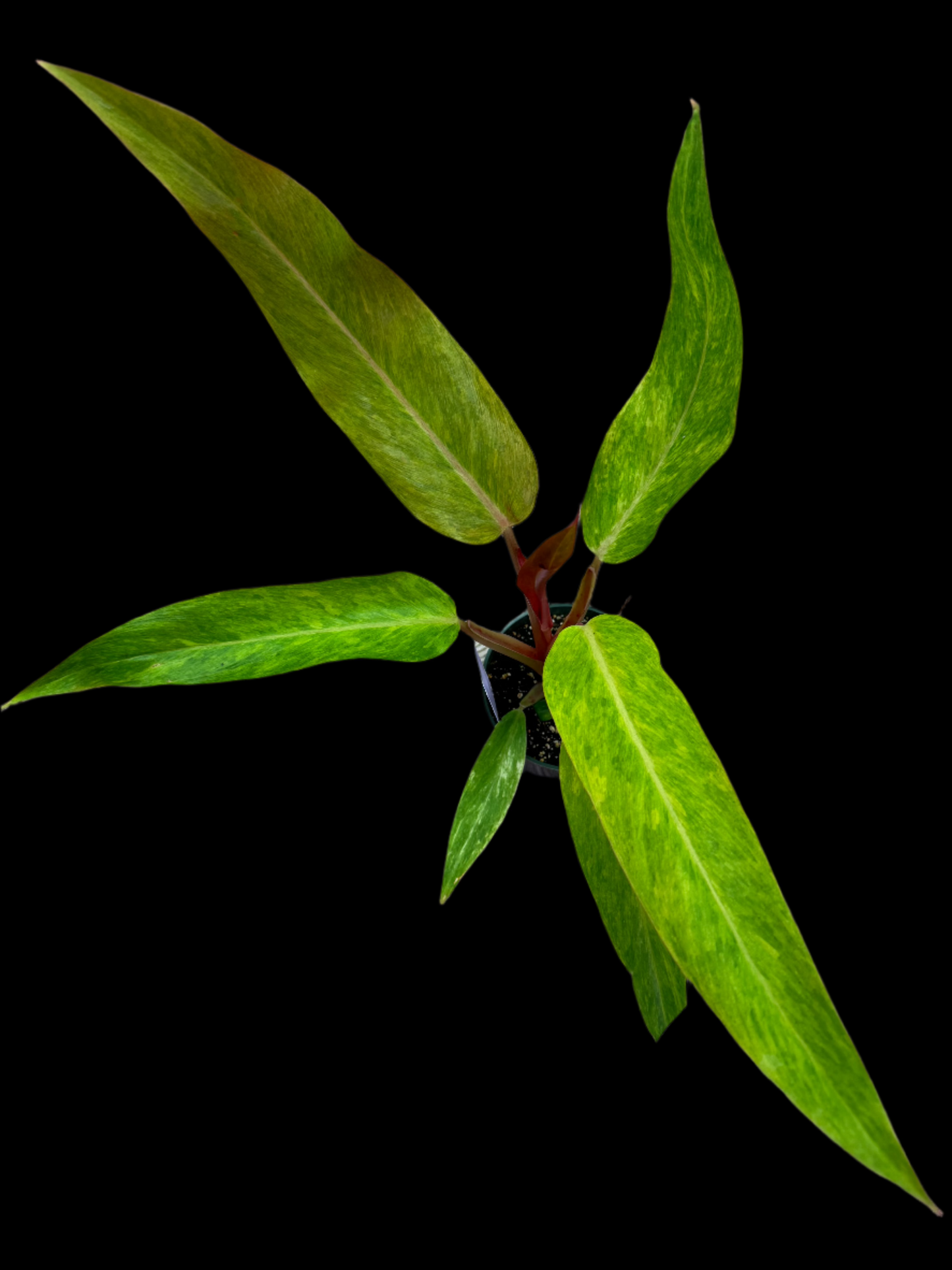 is a photo of a philodendron orange marmalade