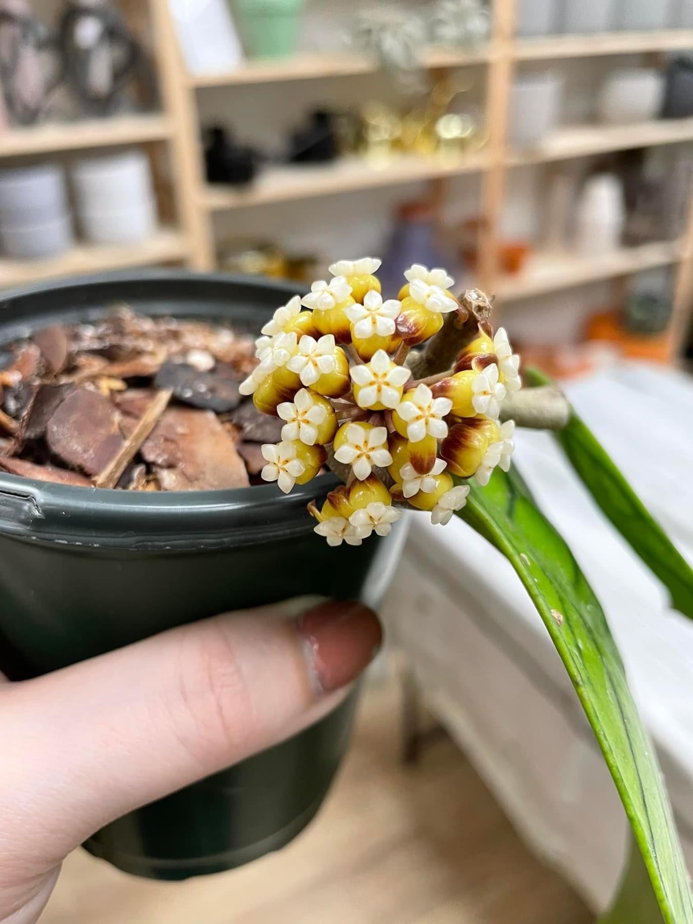 Hoya callistophylla