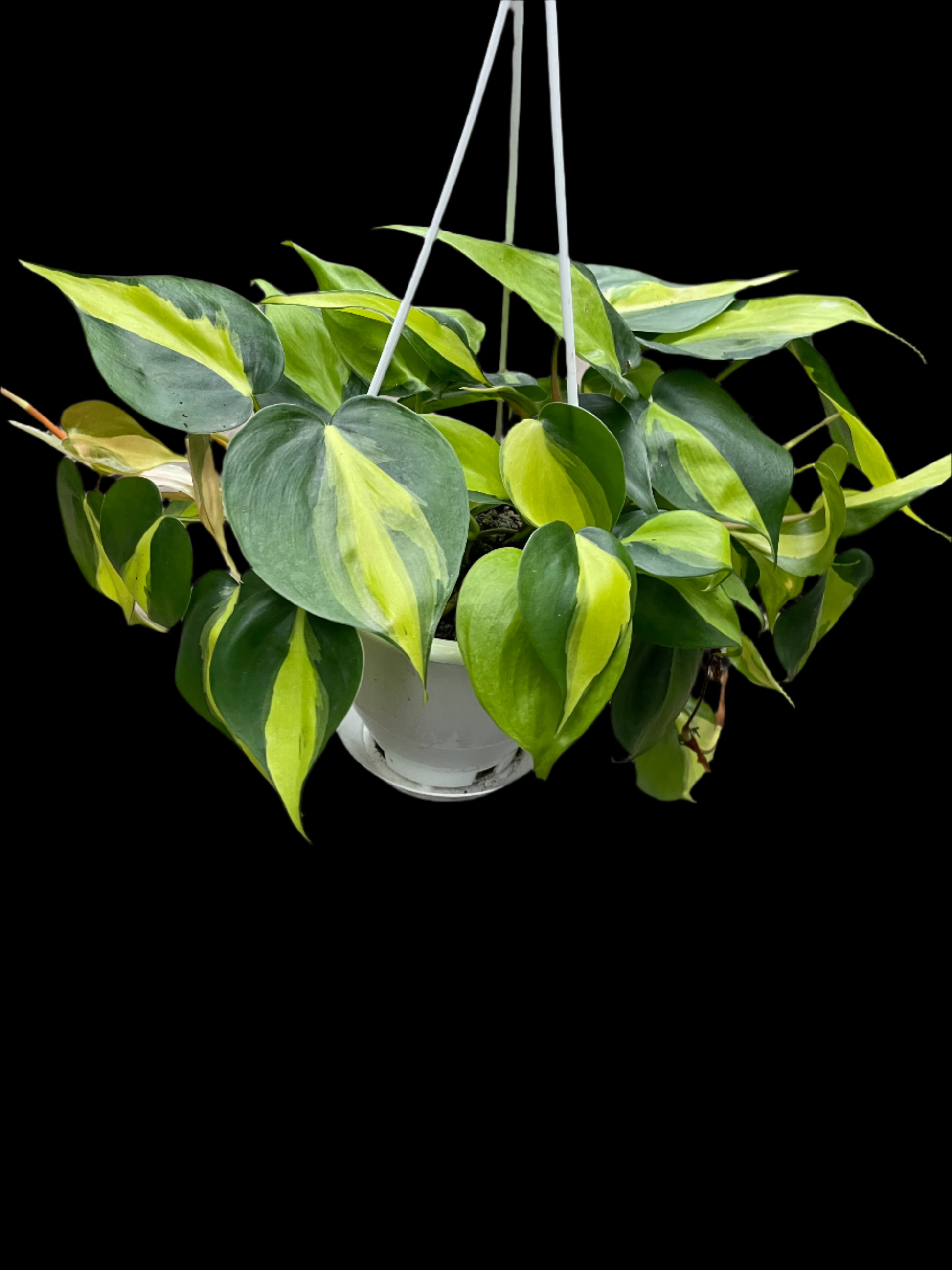 is a photo of a Philodendron Brazil