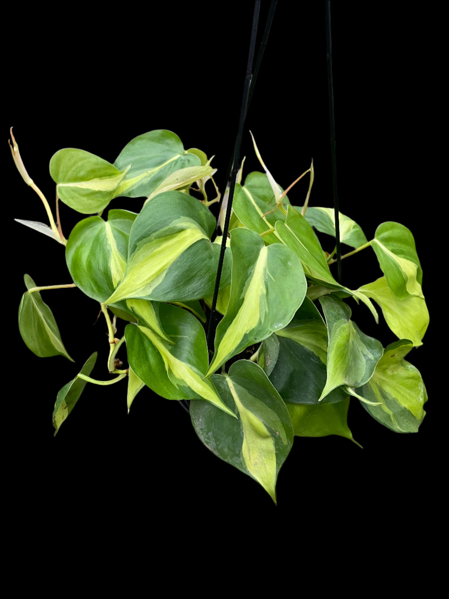 is a photo of a Philodendron Brazil