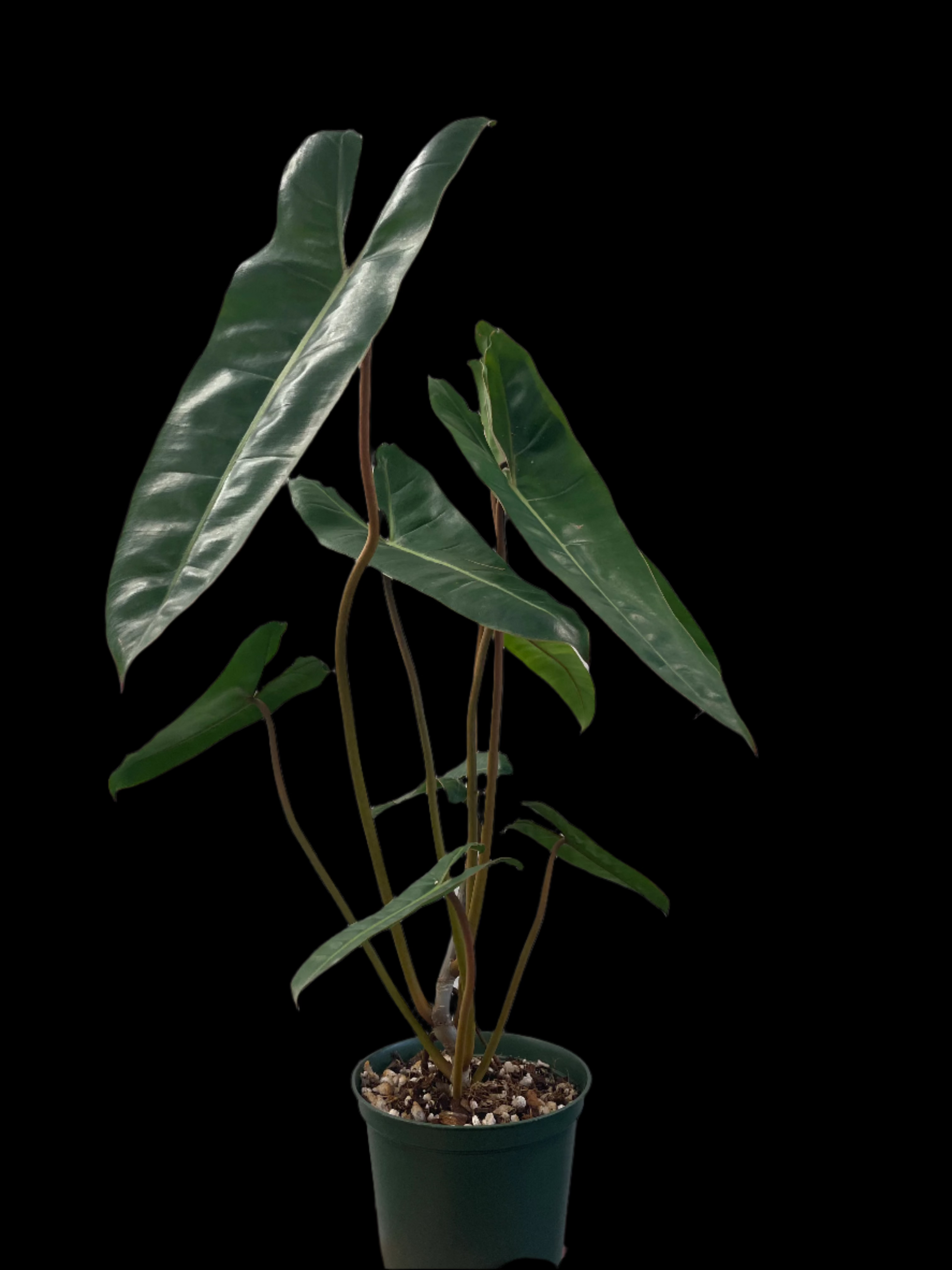 is a photo Philodendron Billietae in 6” pot