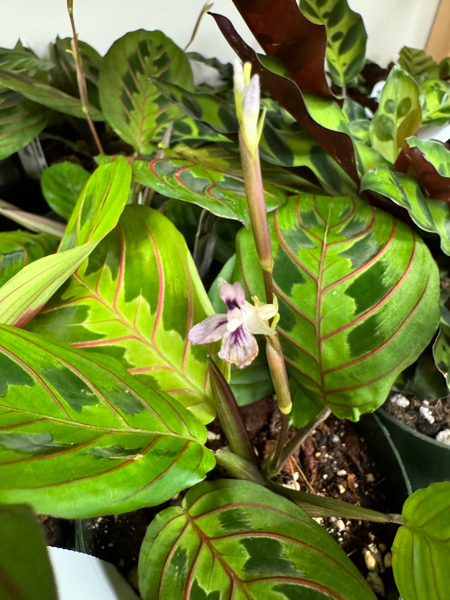 is a photo of a red prayer plant showing a purple flower 