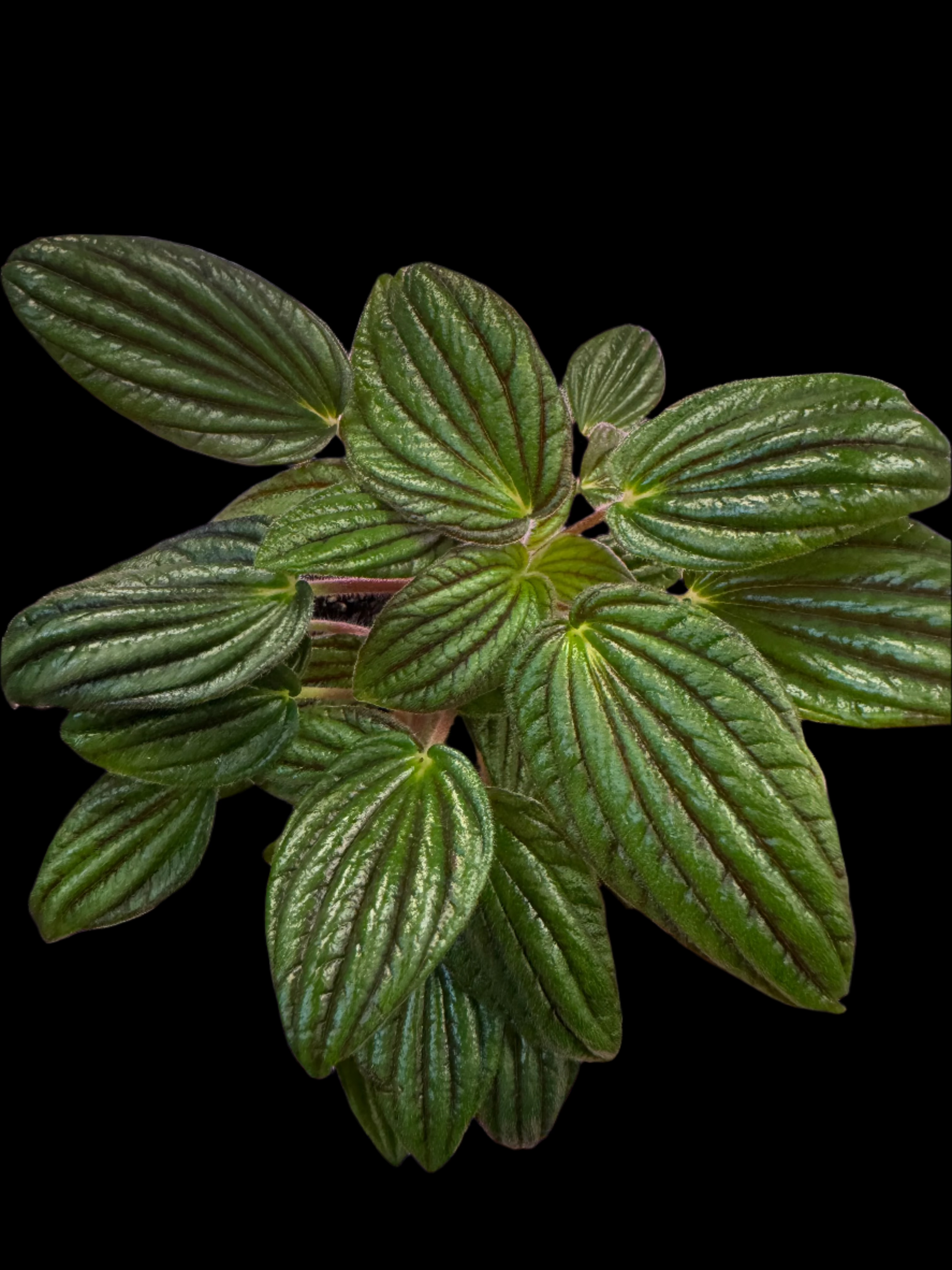 is a photo of a peperomia fuzzy mystery