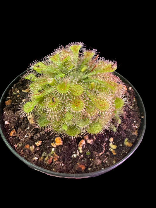 is a photo of a Drosera ‘Spatulata’