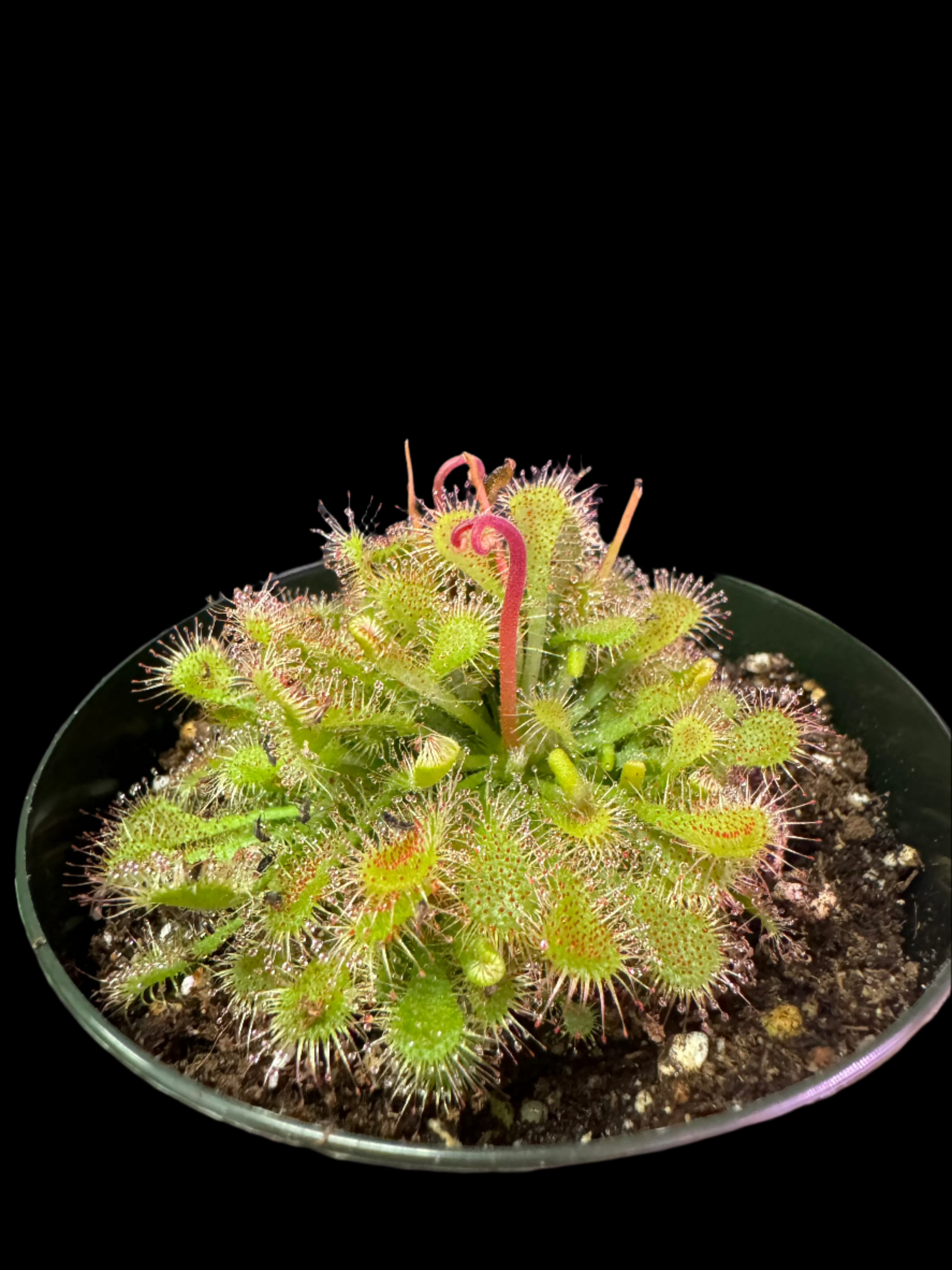 is a photo of a Drosera ‘Spatulata’