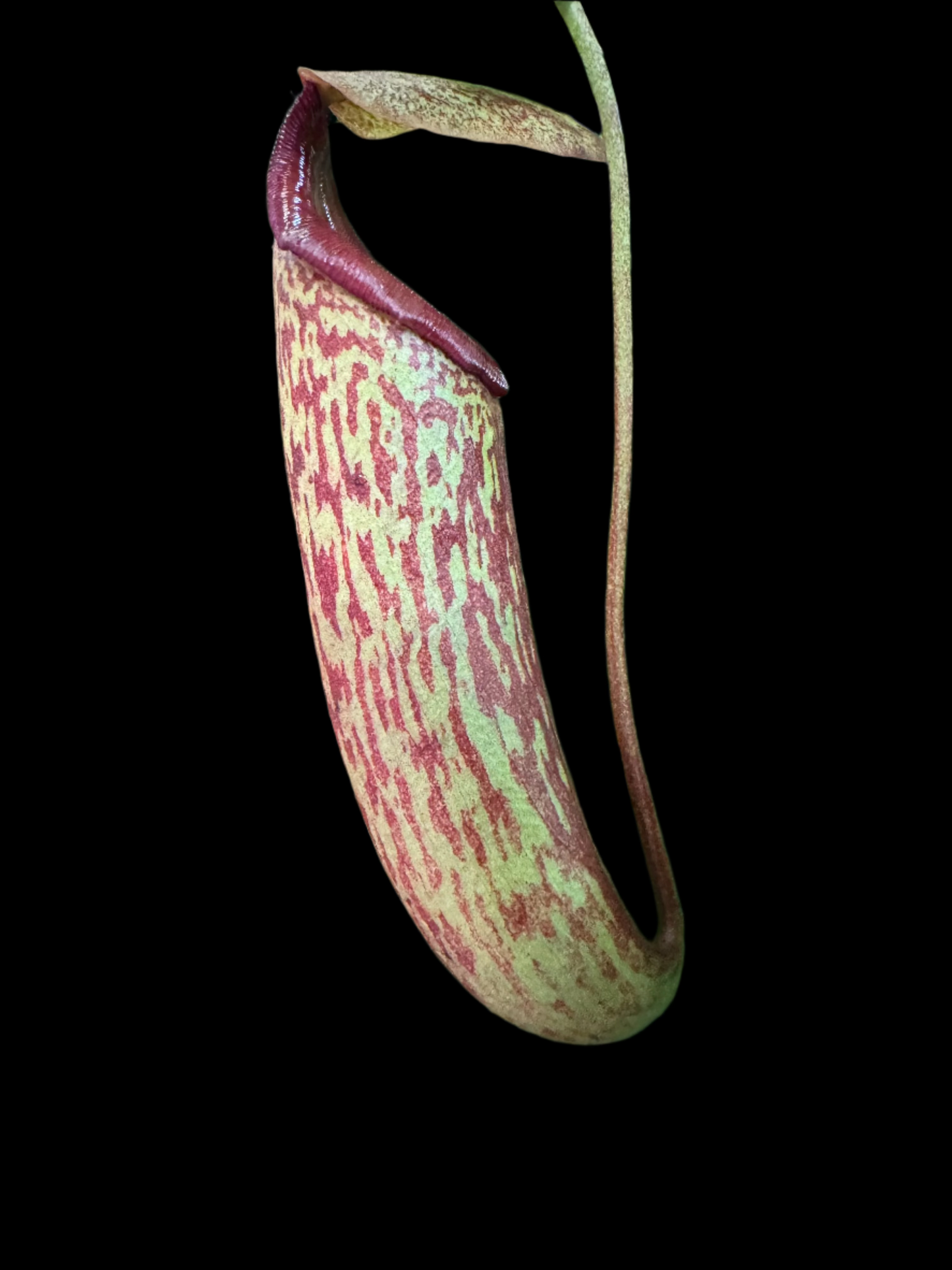 is a photo of a Pitcher of the plant