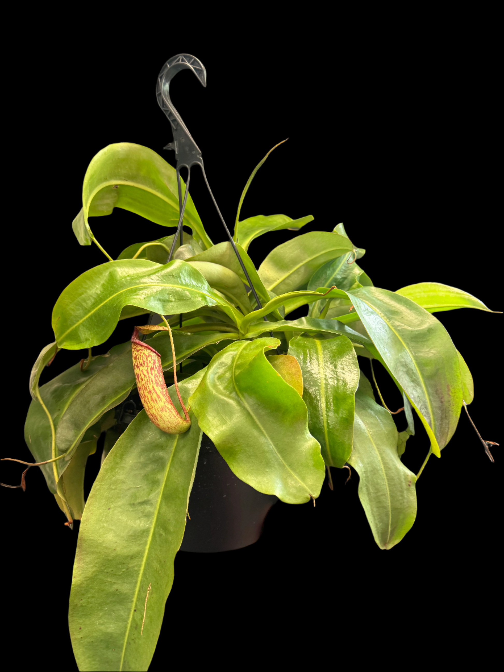 is a photo of 8” basket of Nepenthes Miranda