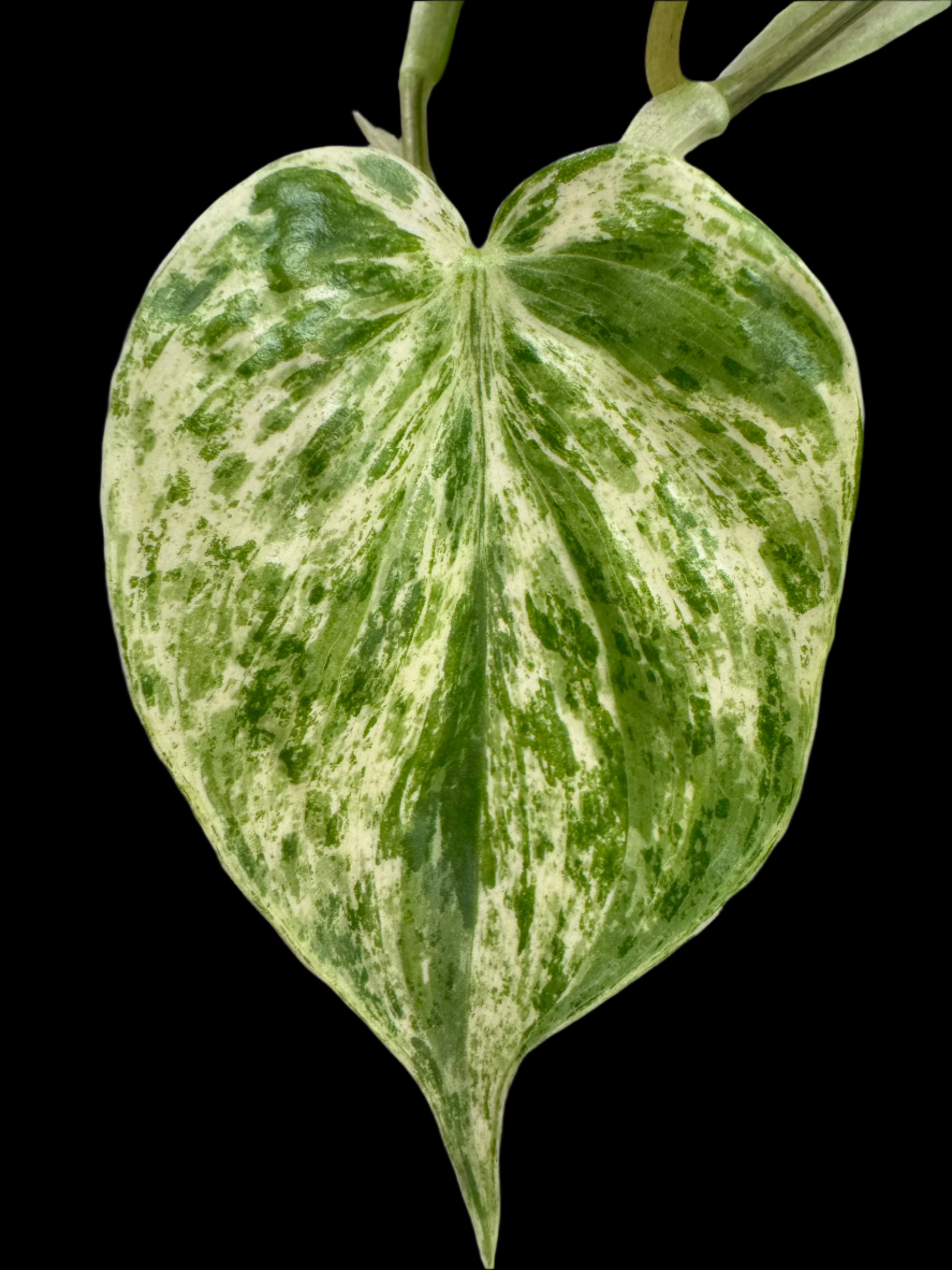 is a photo of a Variegated “Heart Leaf Philodendron”