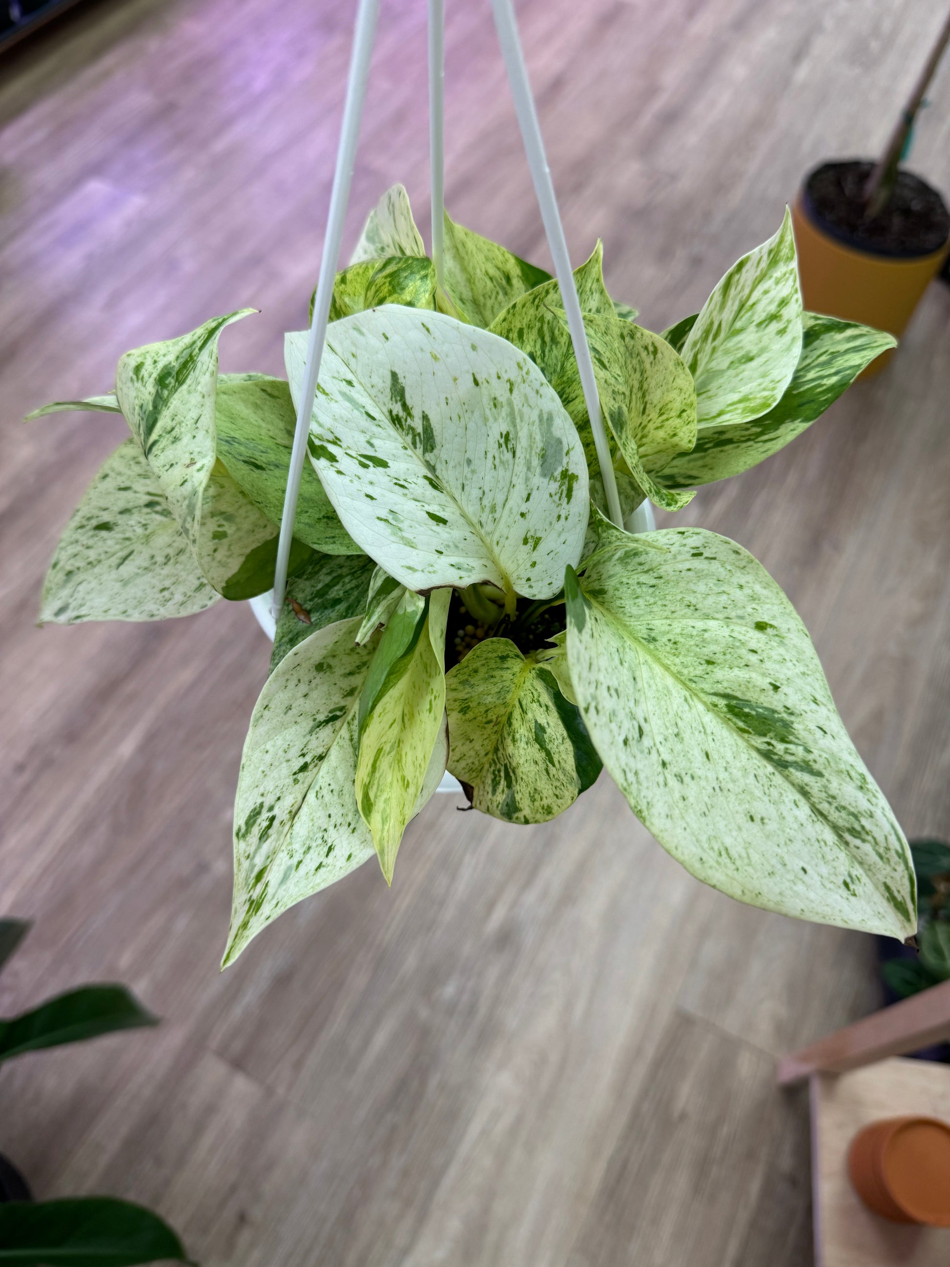 Snow Queen Pothos in 4.5” hanging basket