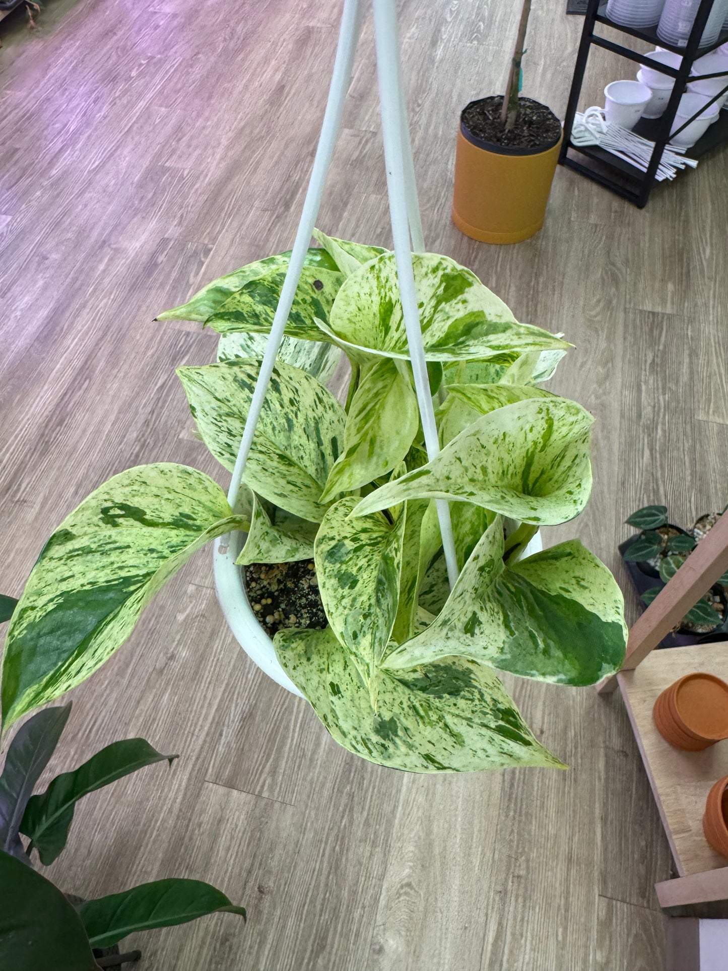 Snow Queen Pothos in 4.5” hanging basket