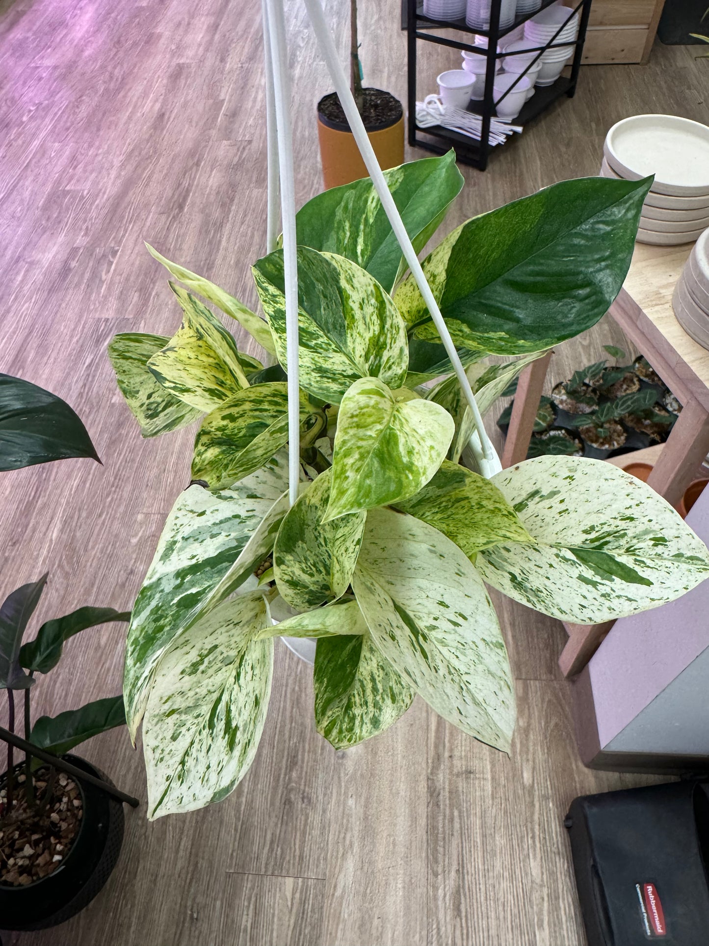 Snow Queen Pothos in 4.5” hanging basket