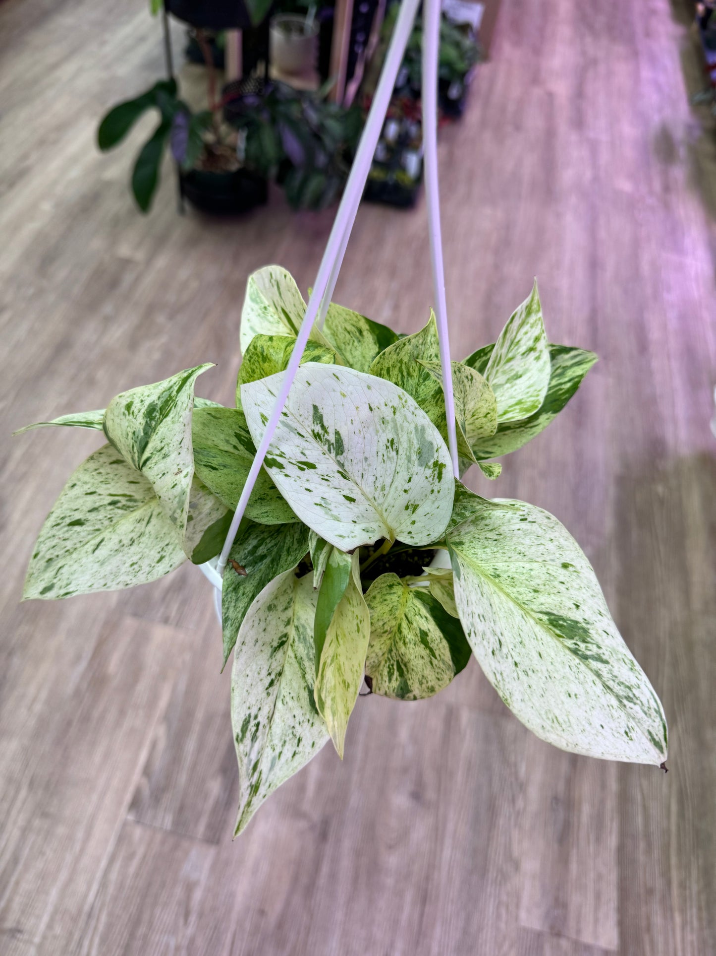 Snow Queen Pothos in 4.5” hanging basket