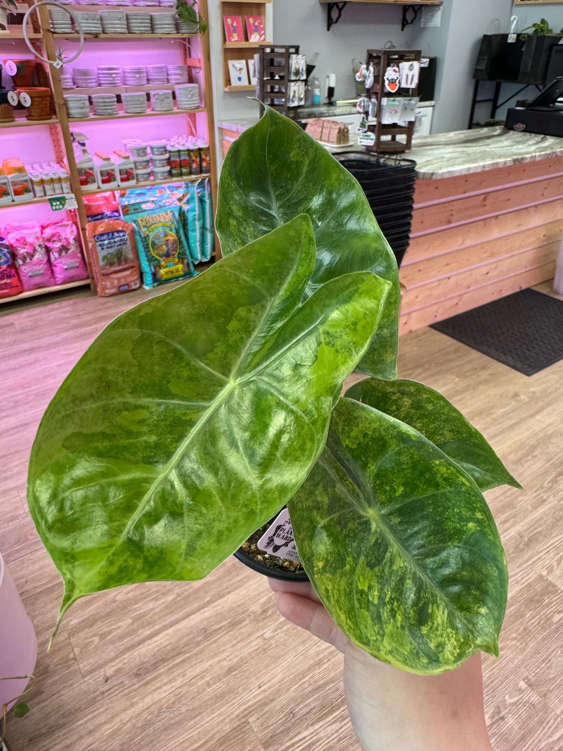 Example of Alocasia ‘Moracco’ variegated in 4” pot