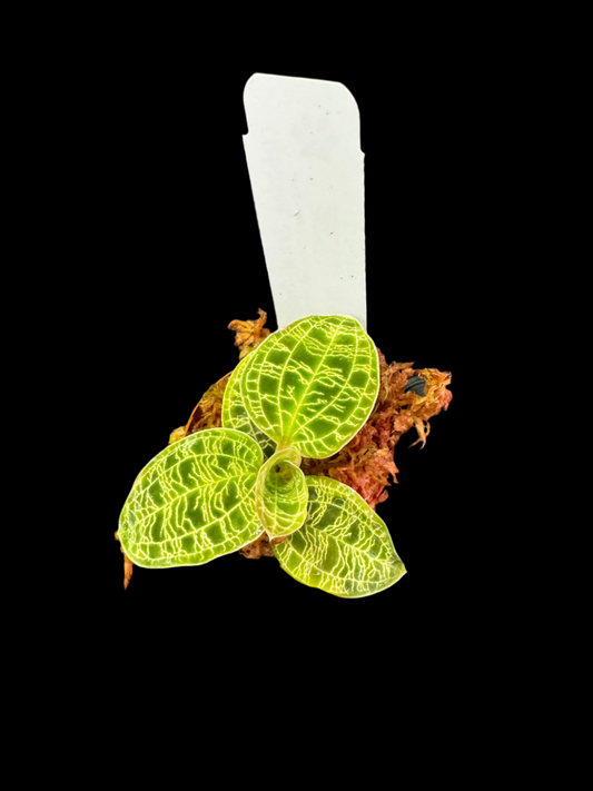 Is a photo of a lightning jewel orchid with a white ID tag and sphagnum moss around the base. 