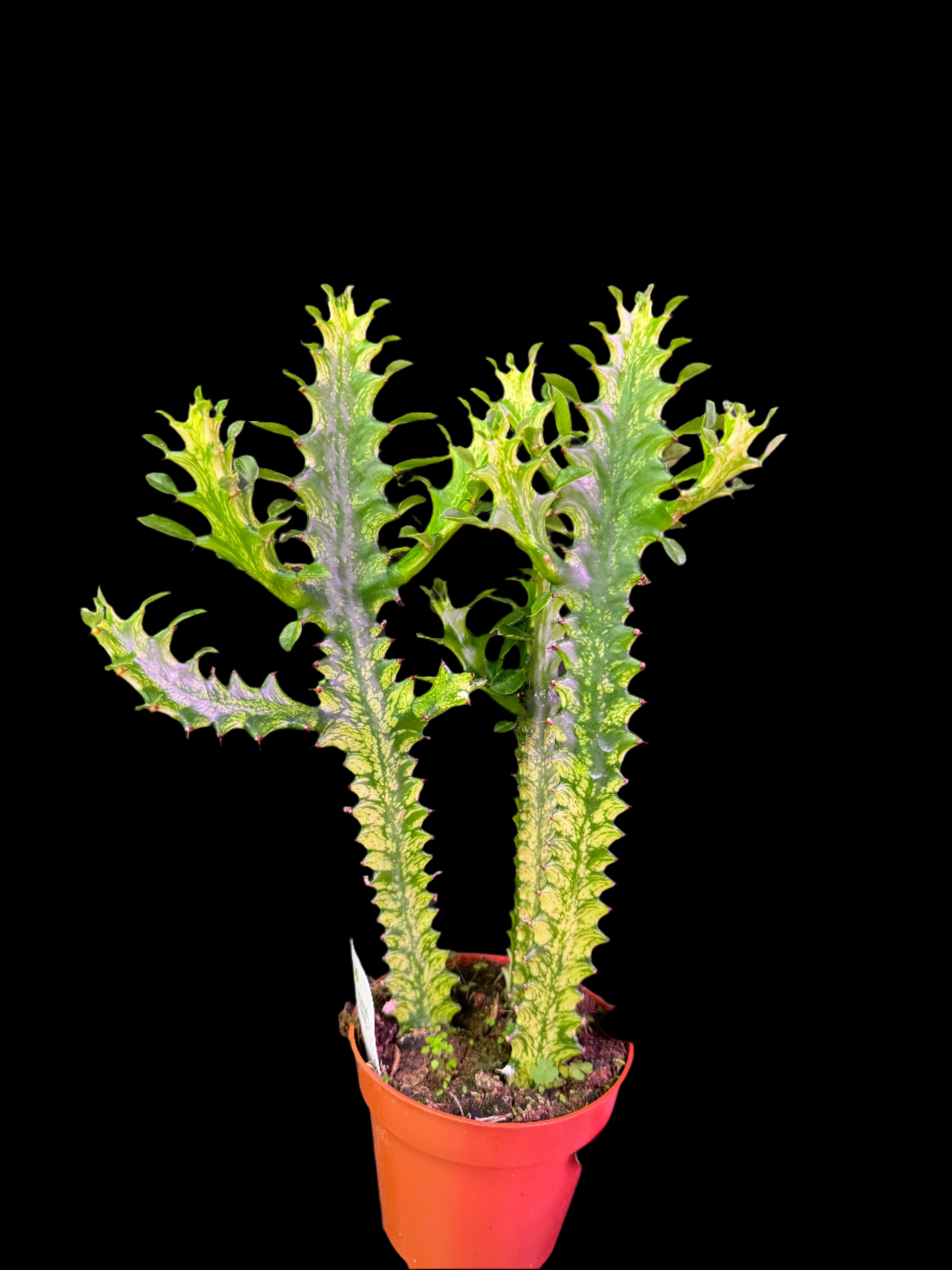 Is a photo of a variegated euphorbia trigona in 5” pot