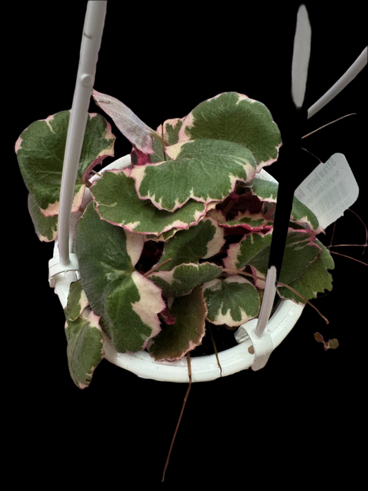 is a photo of a strawberry begonia in 4.5” hanging basket