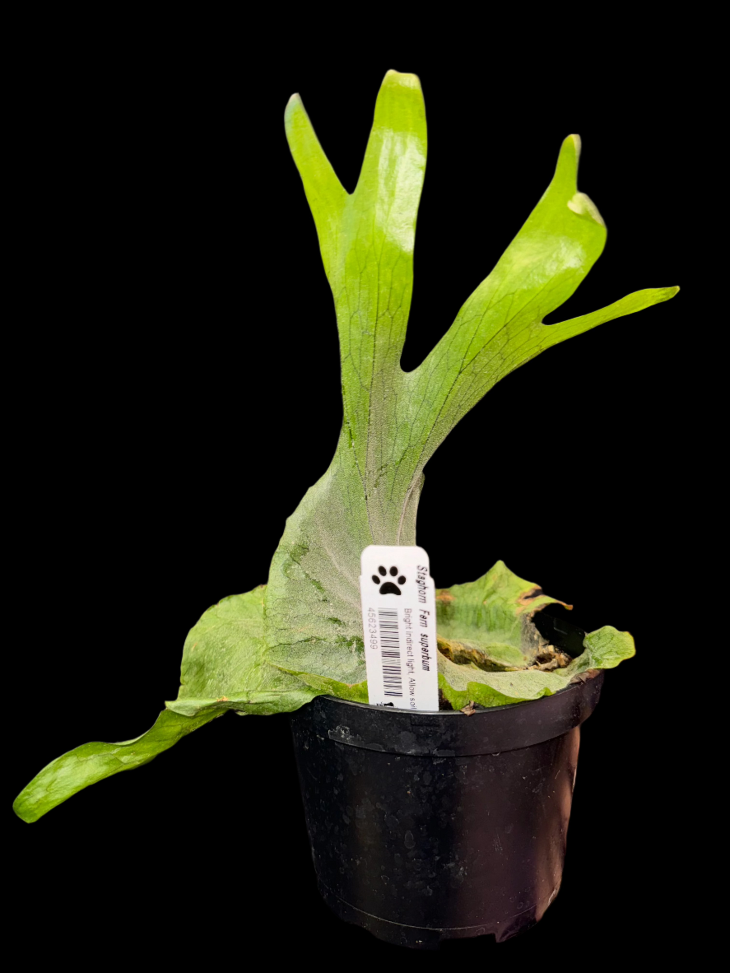 is a photo of Staghorn Fern superbum 