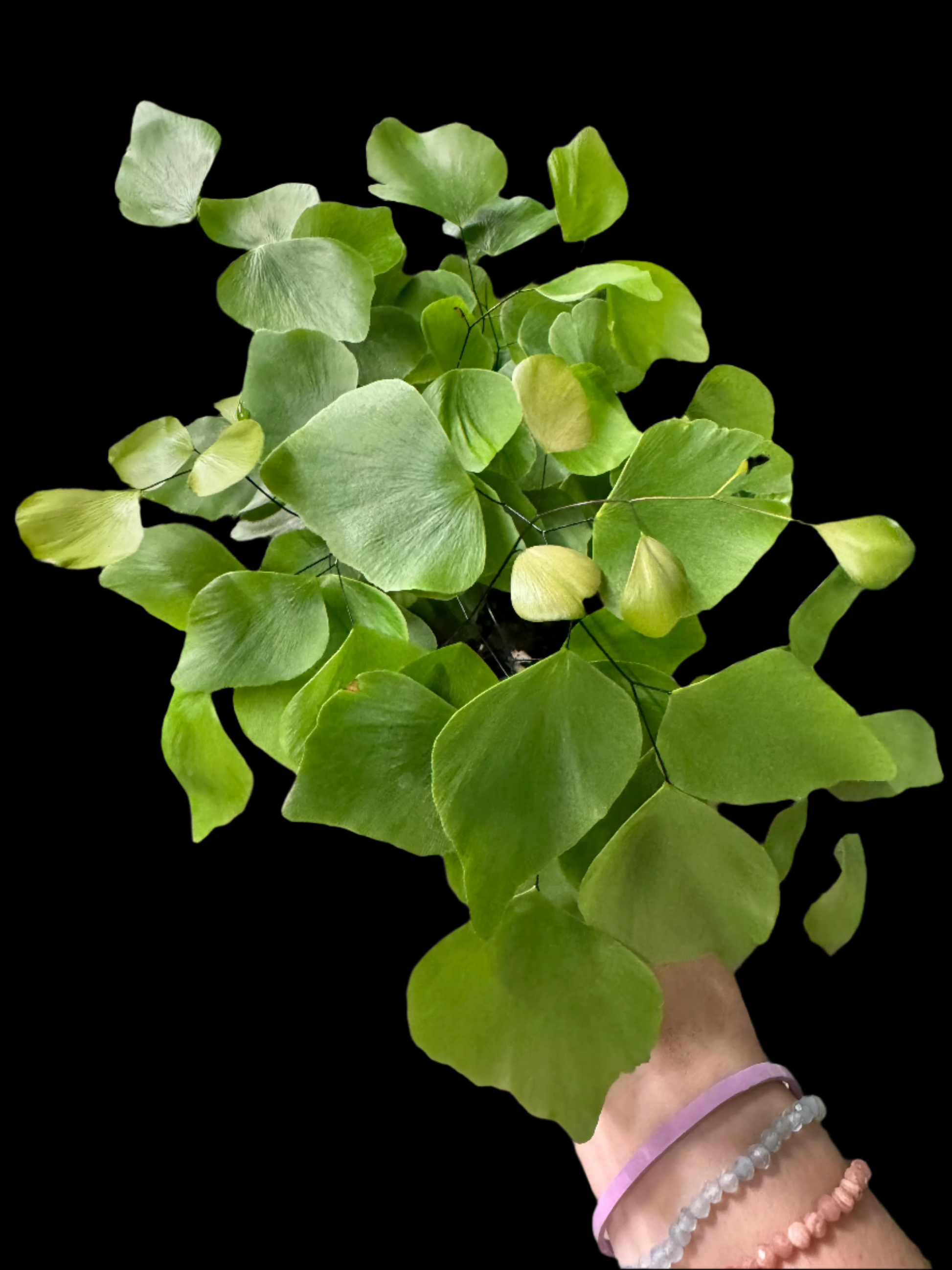 Example of silver dollar maidenhair fern in 4” pot