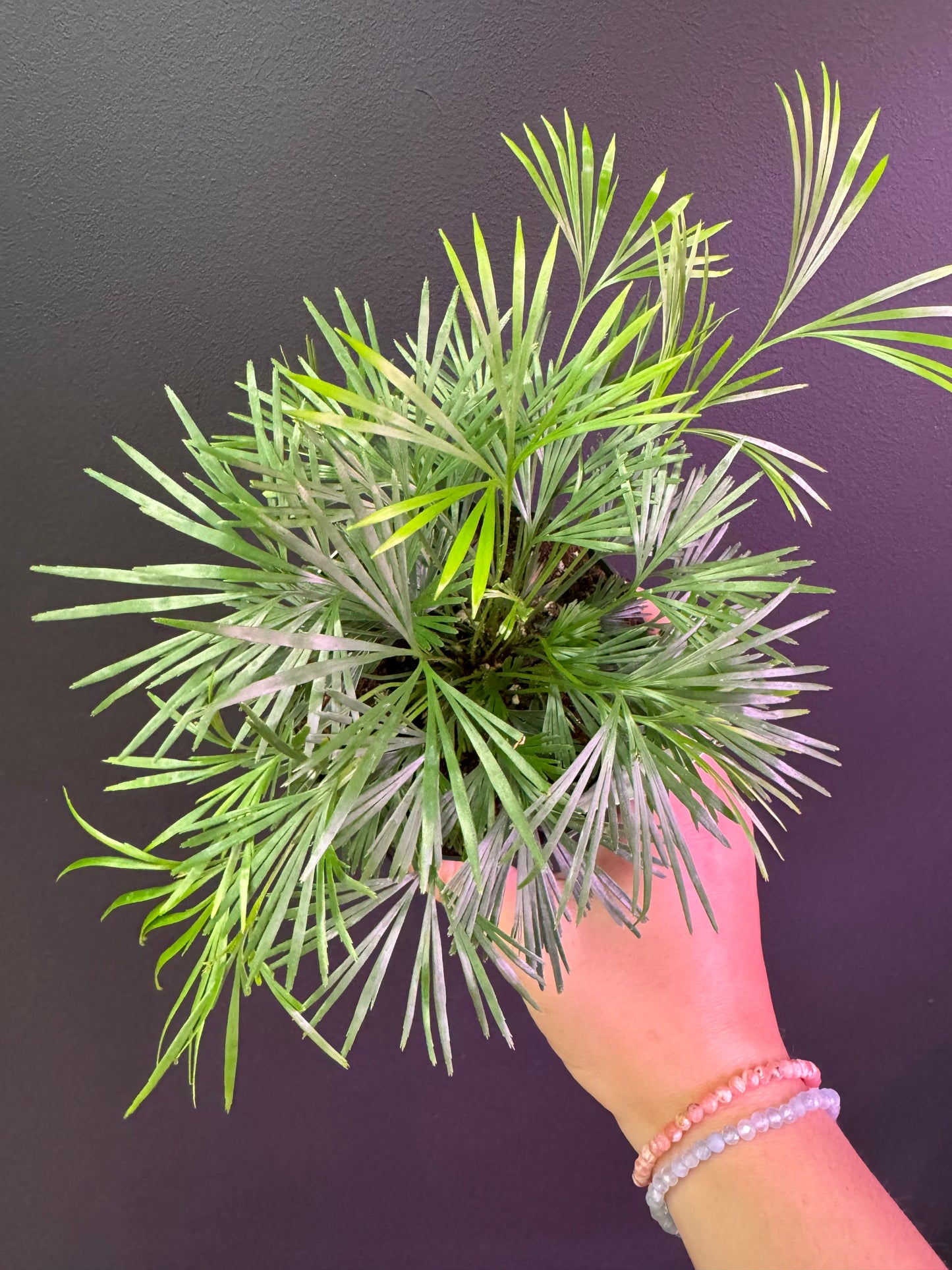 Is a photo of an eyelash fern in 4” pot